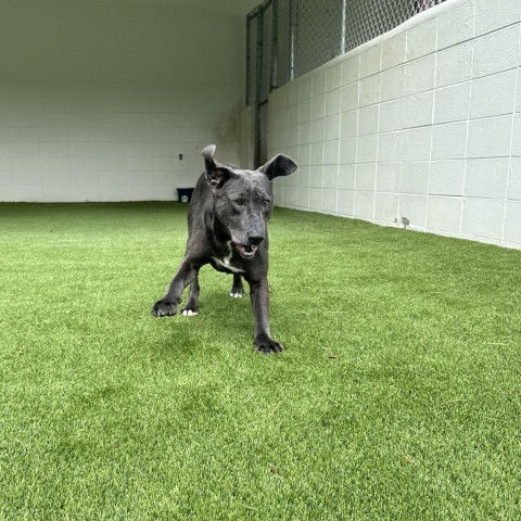 Frodo, an adoptable Terrier in Shorter, AL, 36075 | Photo Image 4