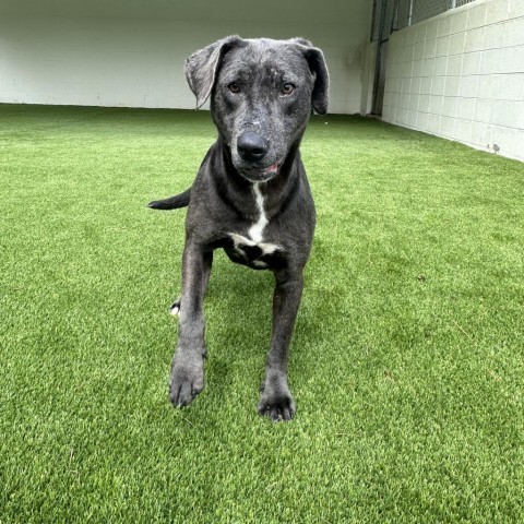Frodo, an adoptable Terrier in Shorter, AL, 36075 | Photo Image 2