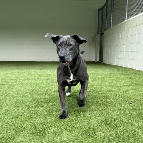 Frodo, an adoptable Terrier in Shorter, AL, 36075 | Photo Image 3