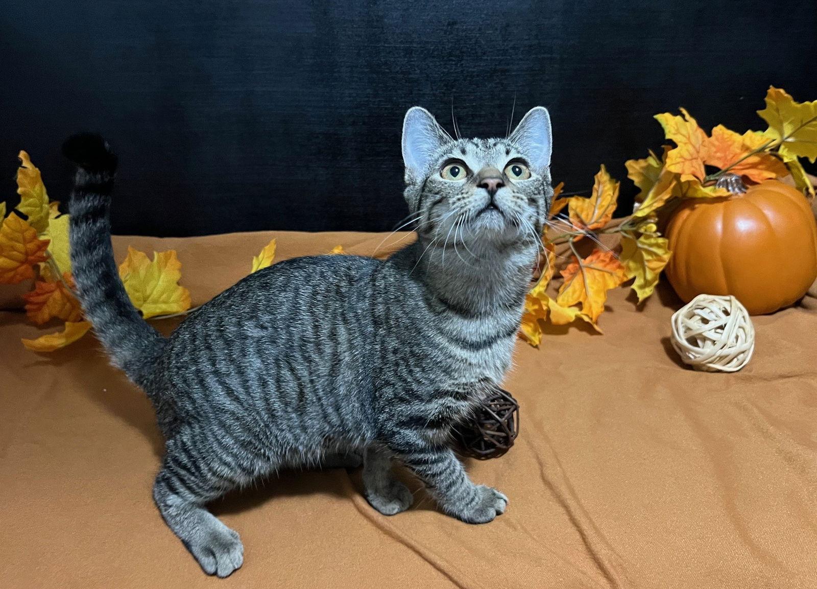 Macky, Adoptable, Young Female Tabby & Domestic Short Hair.