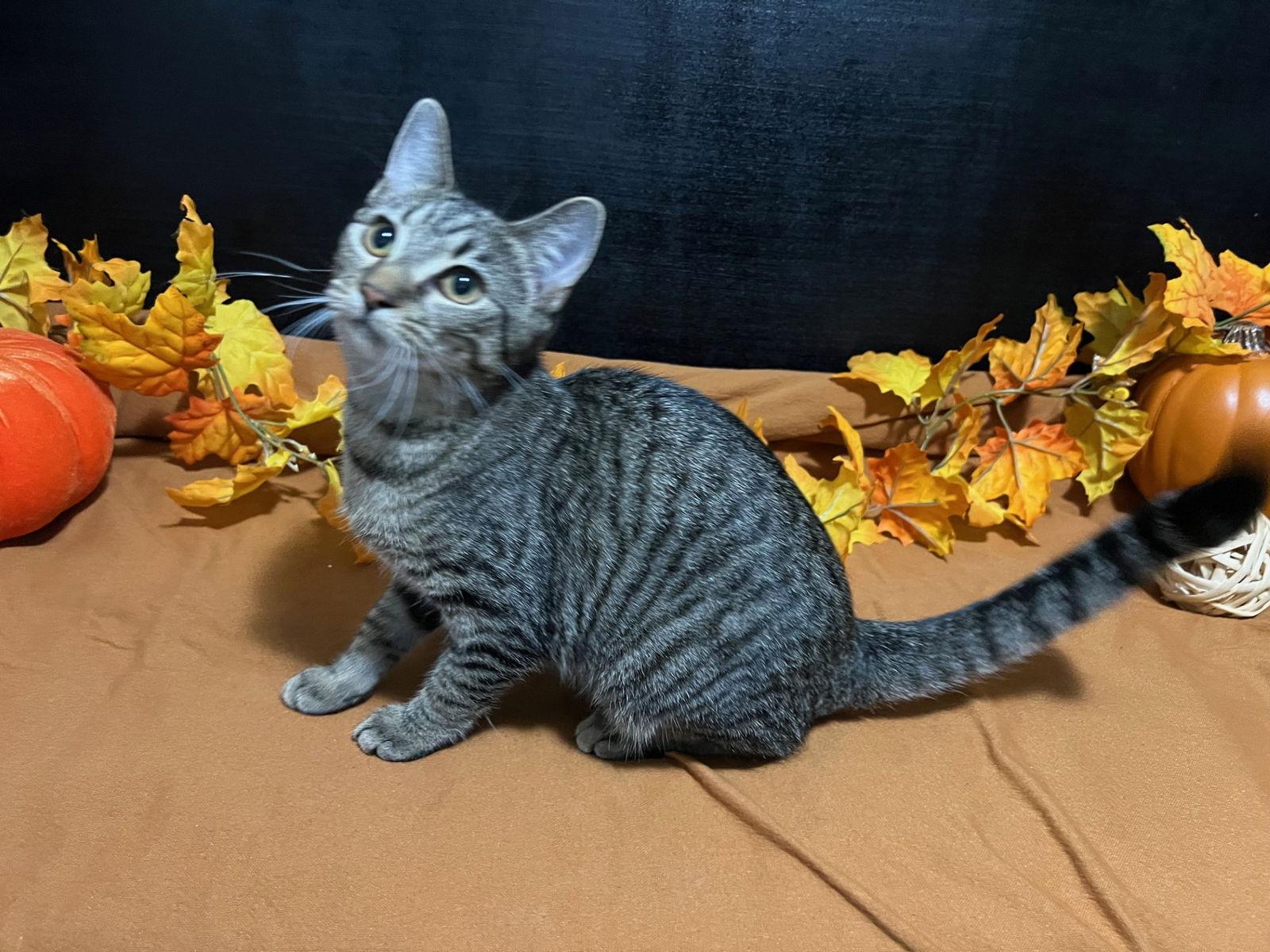 Enlarge Macky, a Adoptable mixed breed in Fayetteville, GA image 2/3