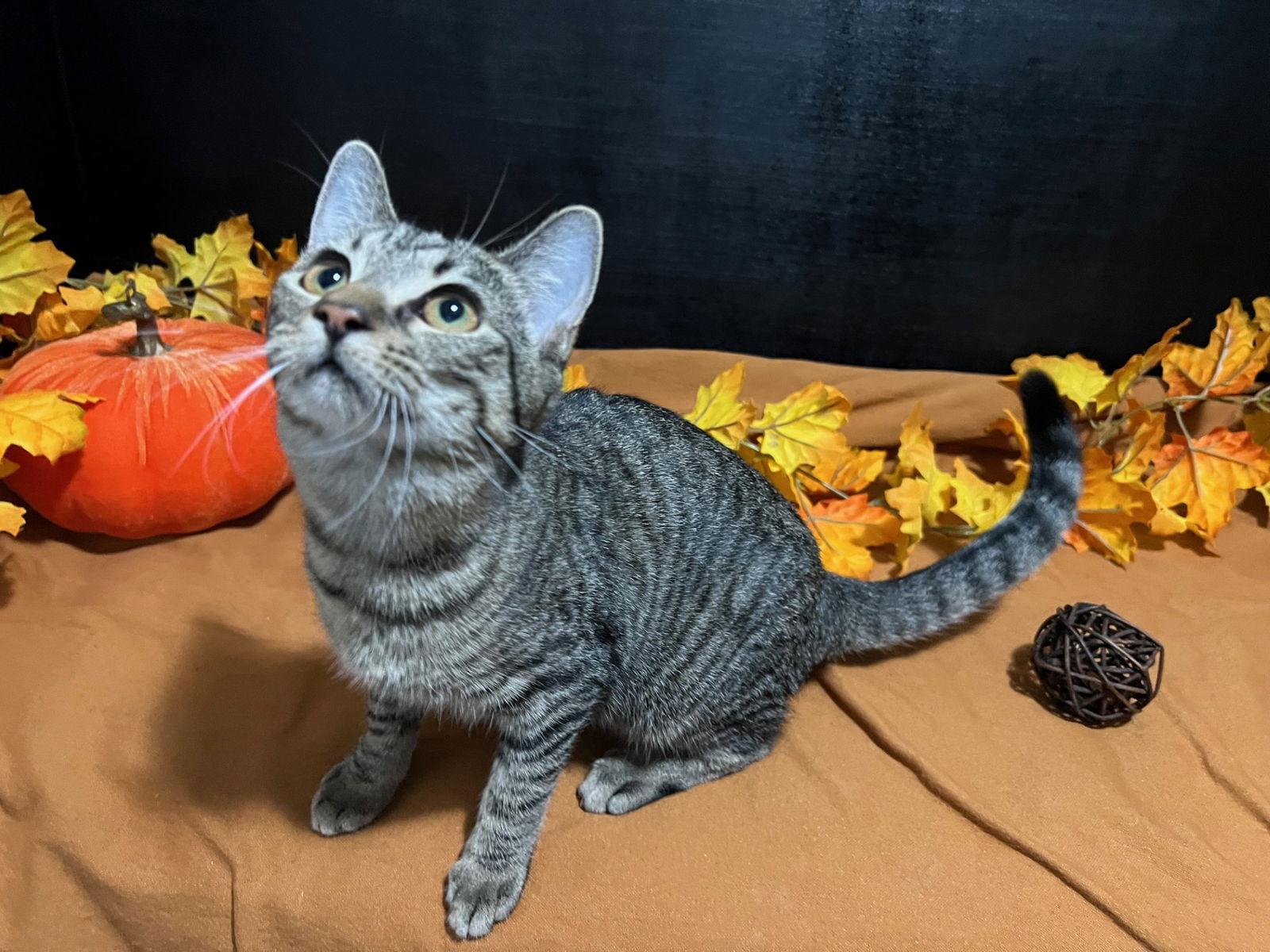 Enlarge Macky, a Adoptable mixed breed in Fayetteville, GA image 3/3