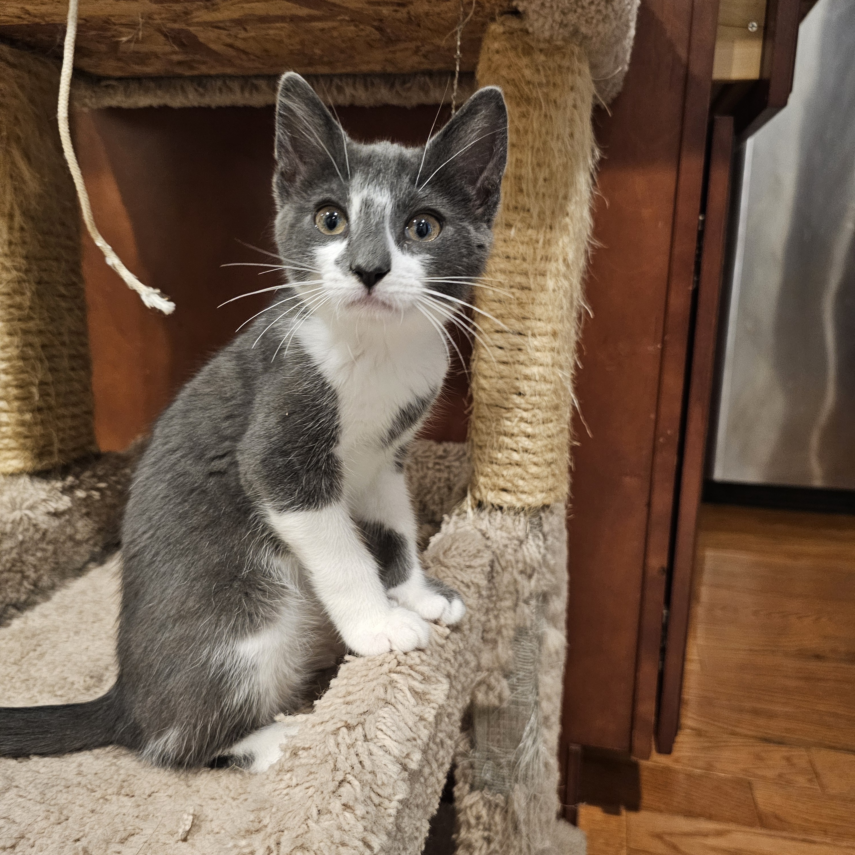 Onigiri, Adopted, Kitten Male Domestic Short Hair.