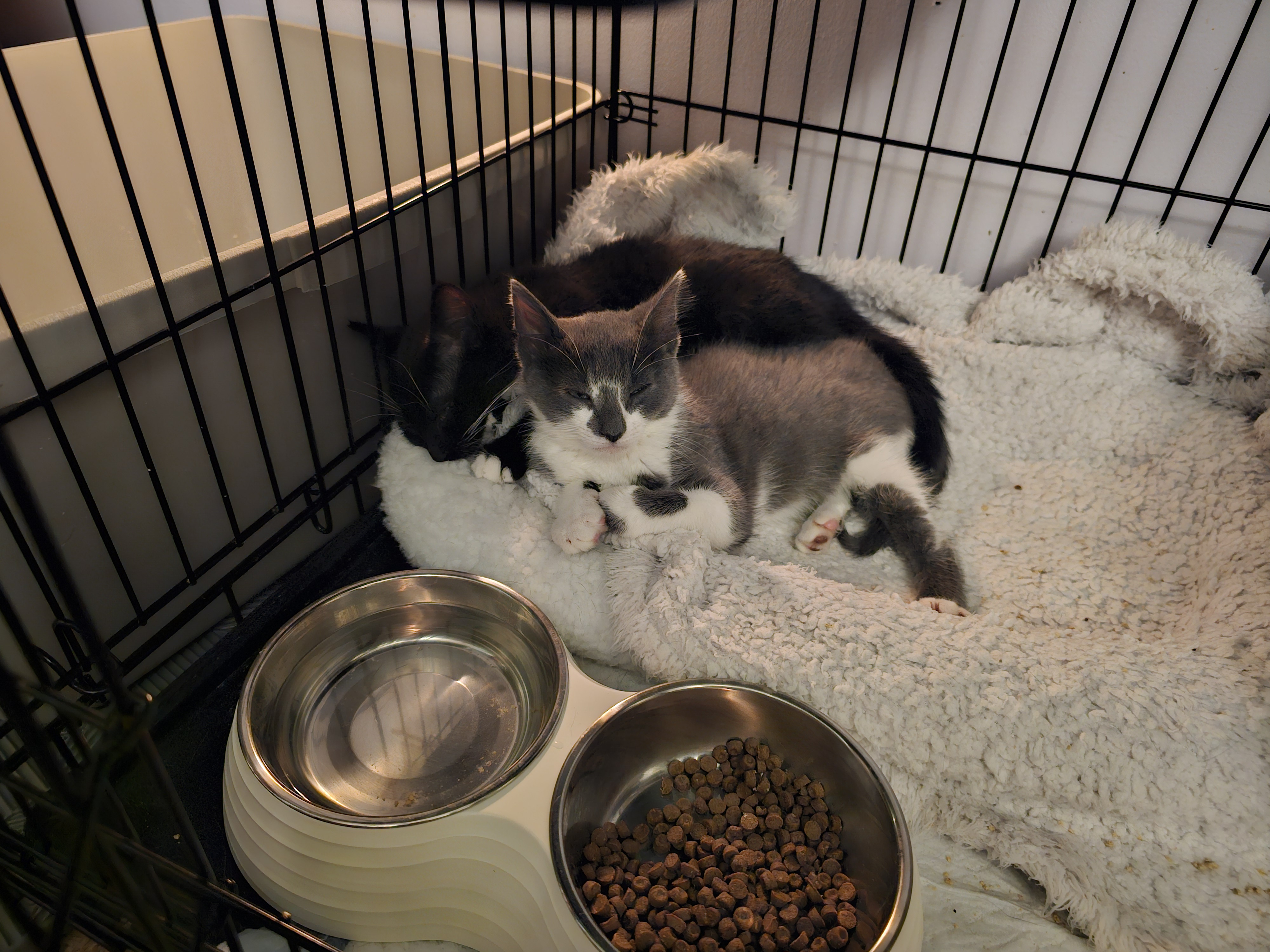 Enlarge Onigiri, a Adopted Domestic Short Hair in Ridgefield, CT image 3/5