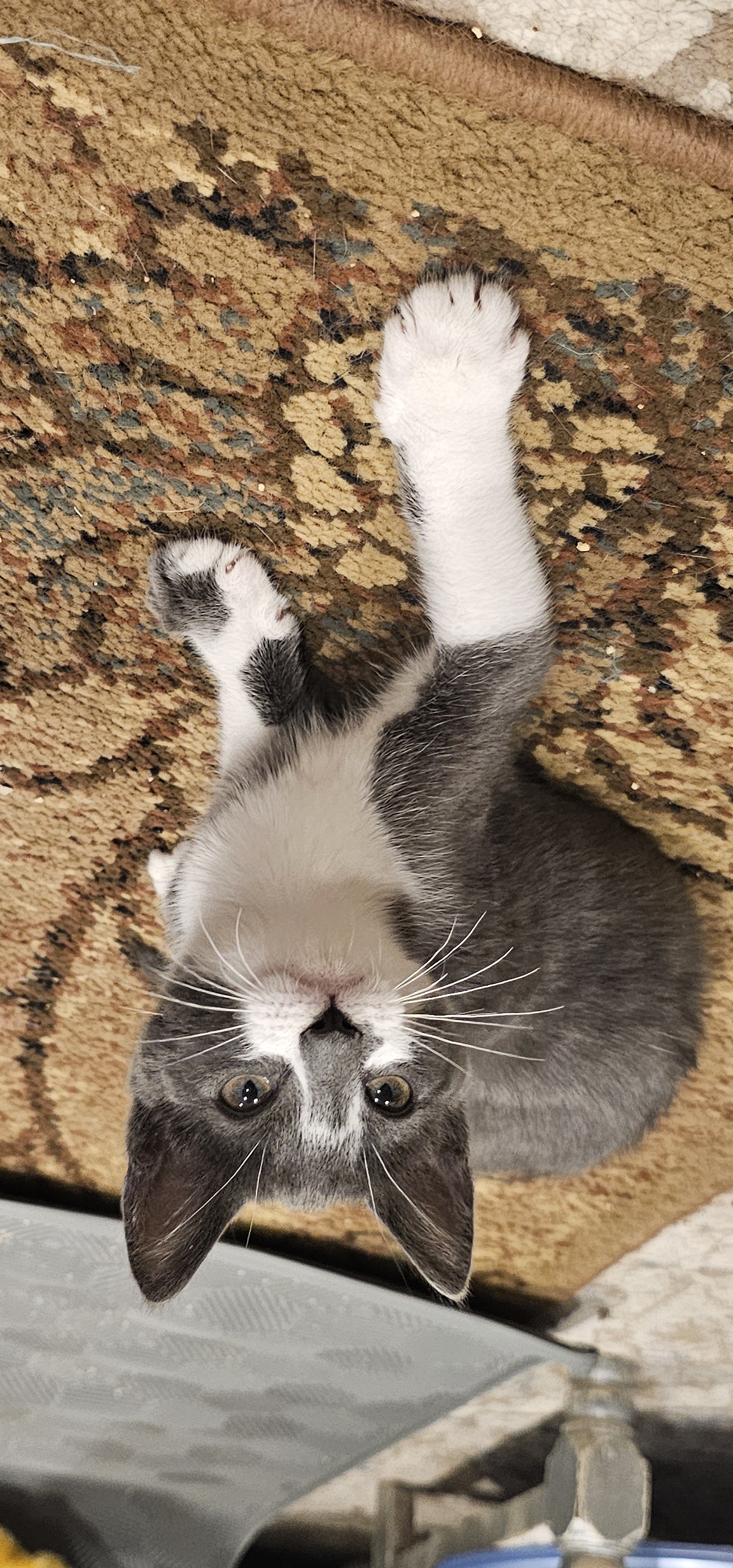 Enlarge Onigiri, a Adopted Domestic Short Hair in Ridgefield, CT image 2/5