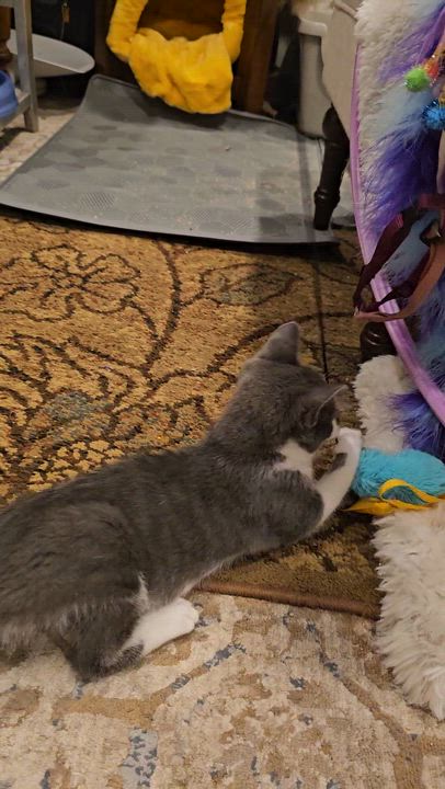 Enlarge Onigiri, a Adopted Domestic Short Hair in Ridgefield, CT video 5/5