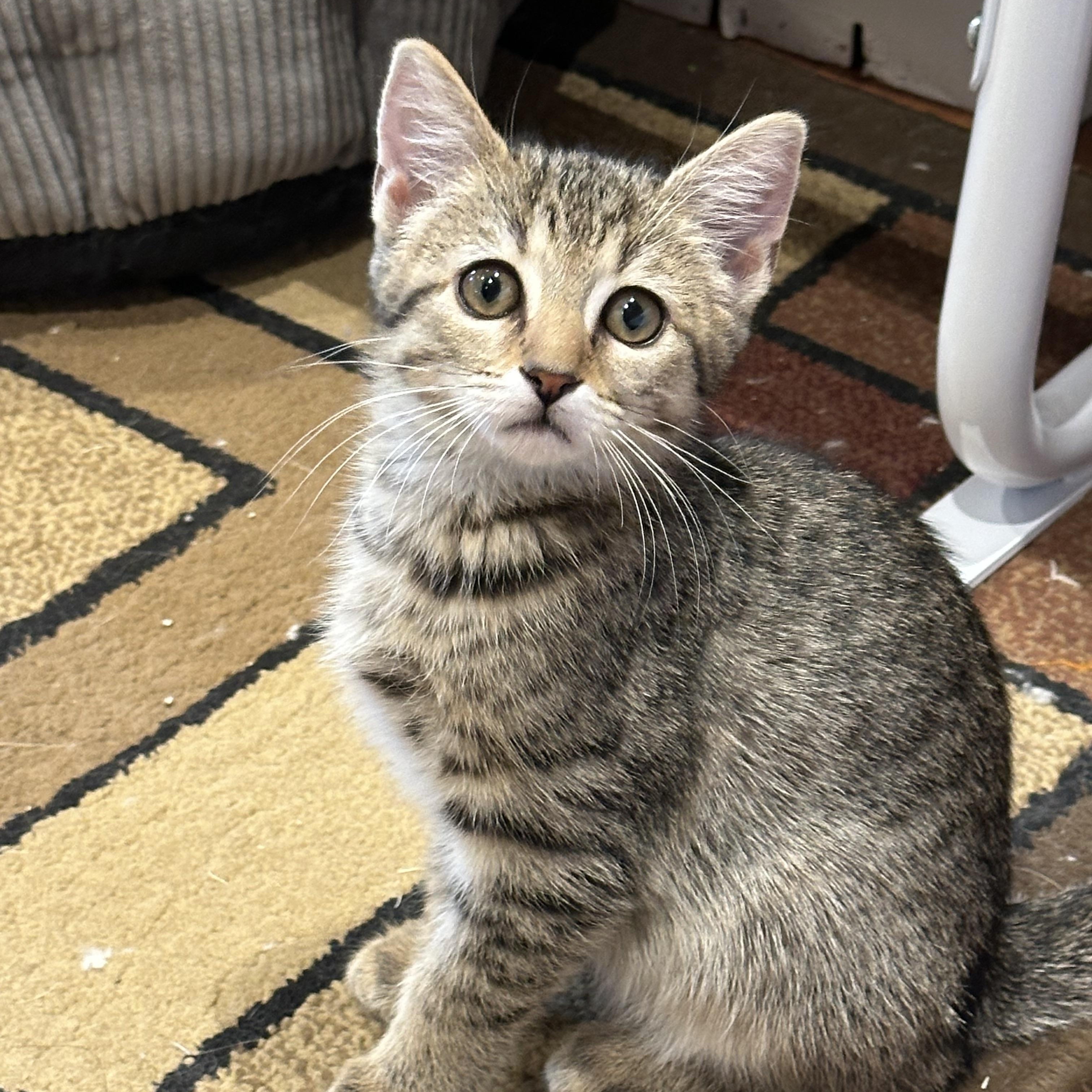 Sunflower, Adoptable, Kitten Female Domestic Short Hair.