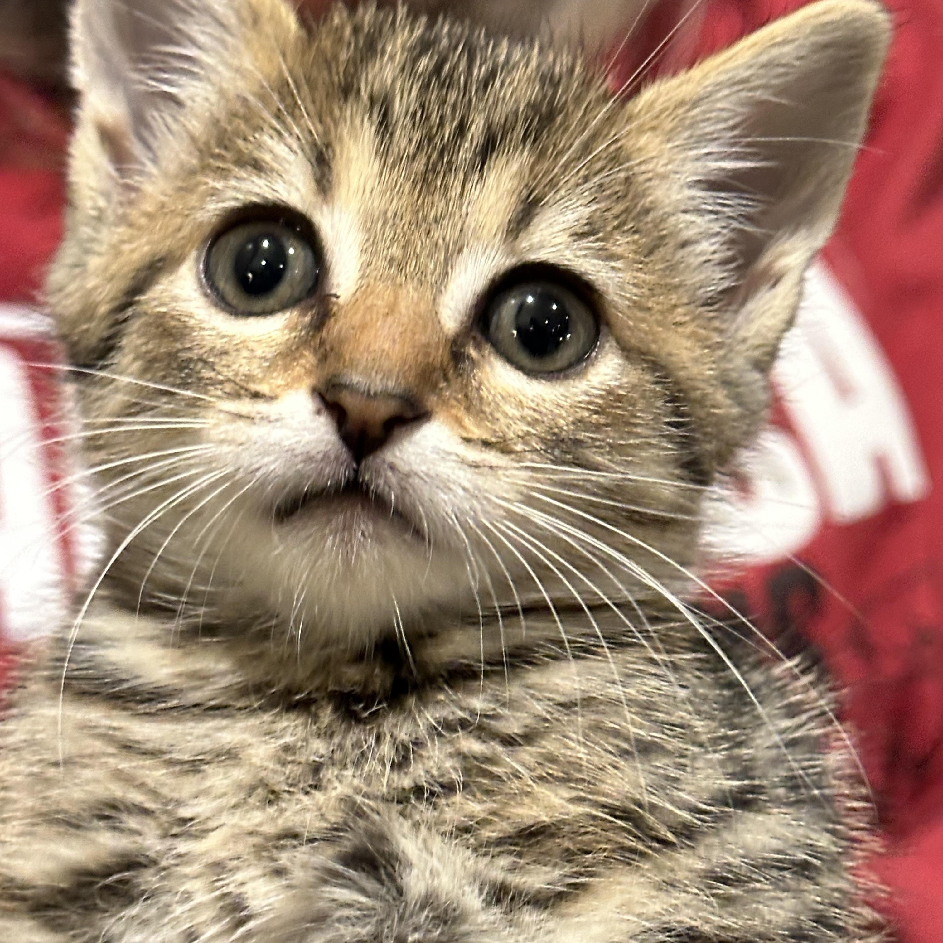 Sunflower, a Adoptable Domestic Short Hair in Beltsville, MD image 2/3