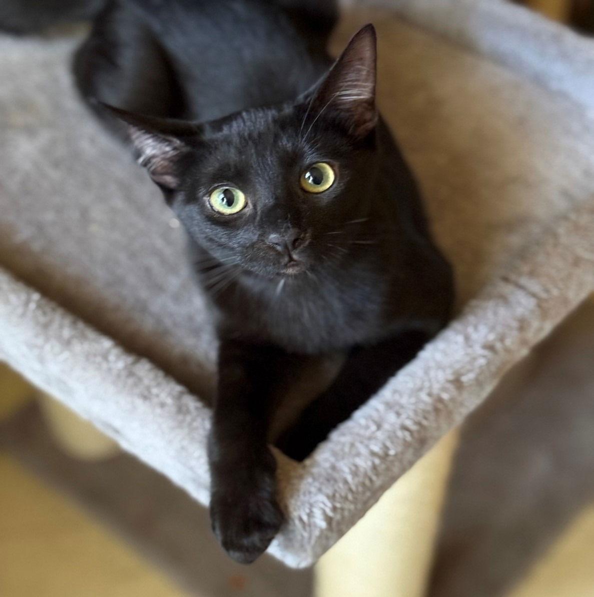 Enlarge shadow, a Adoptable Domestic Short Hair in San Jose, CA image 1/1