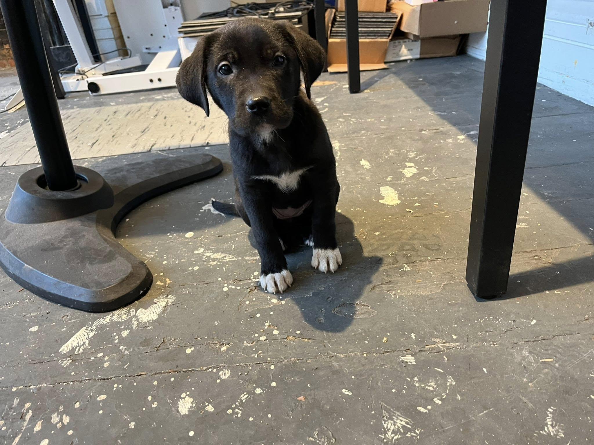 Enlarge Comet, a ADOPTABLE mixed breed in Brunswick, ME image 3/4