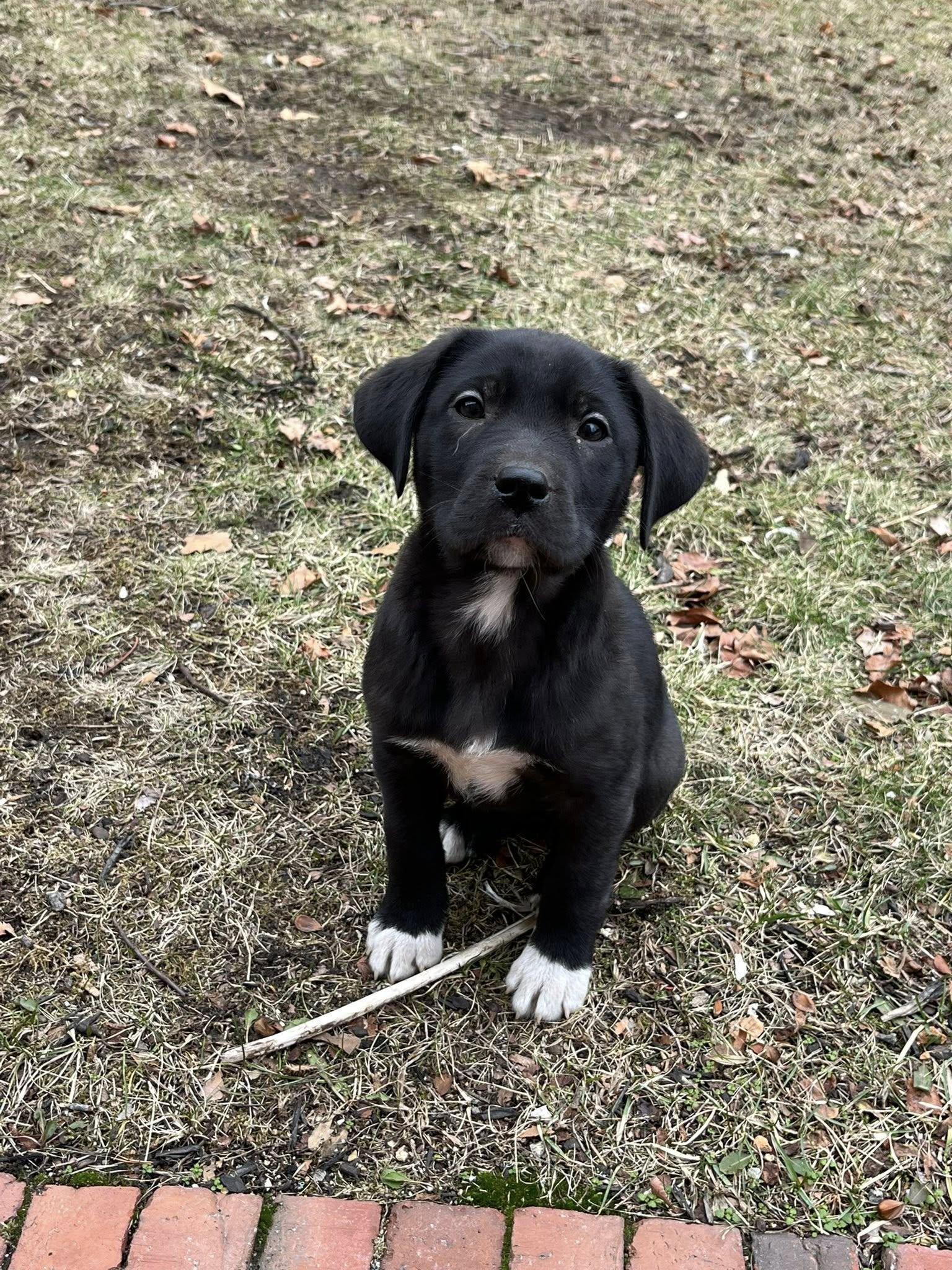 Enlarge Comet, a ADOPTABLE mixed breed in Brunswick, ME image 2/4