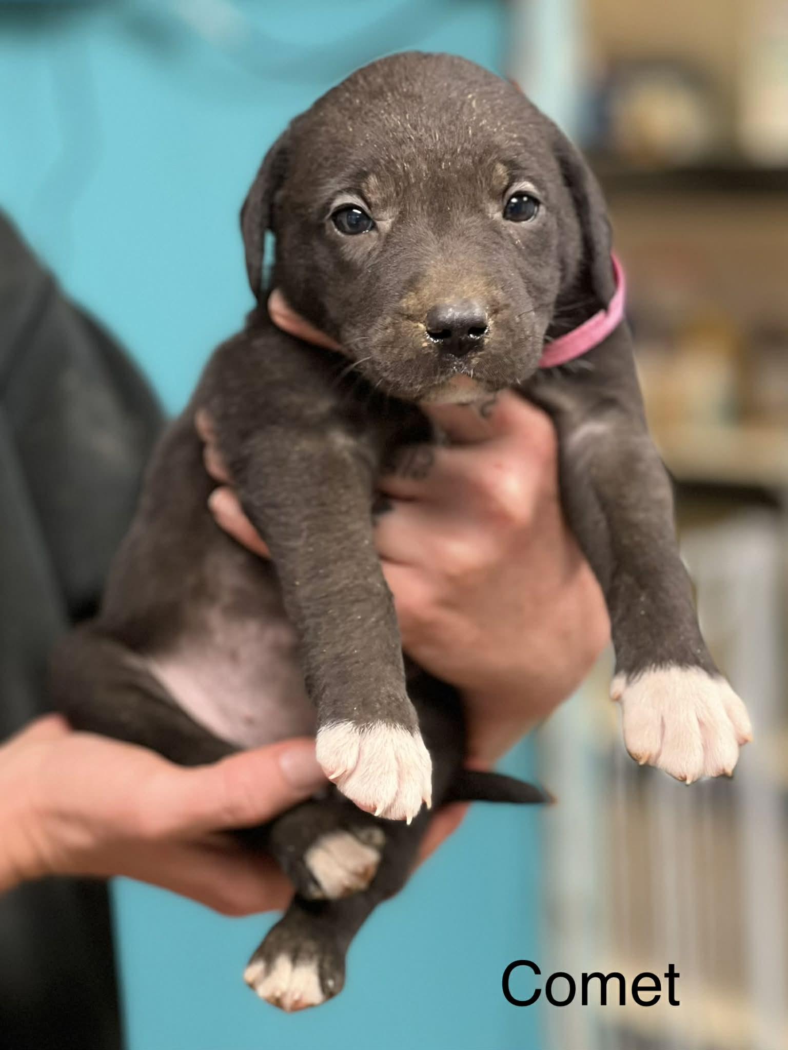 Enlarge Comet, a ADOPTABLE mixed breed in Brunswick, ME image 1/1