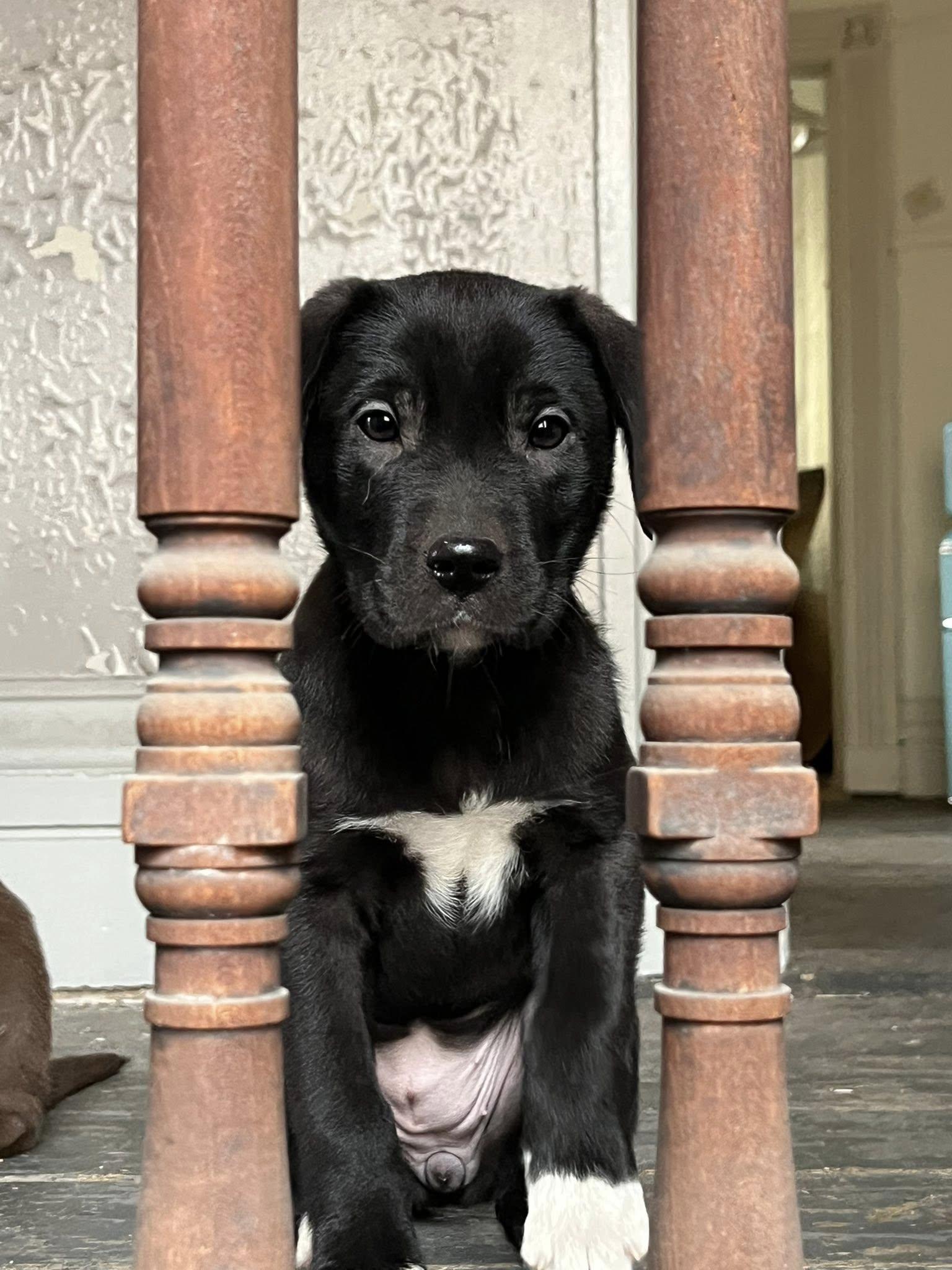 Comet, ADOPTABLE, Puppy Female Labrador Retriever.