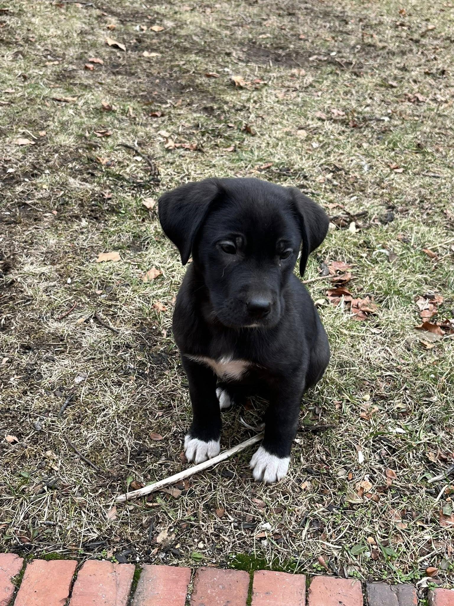 Enlarge Comet, a ADOPTABLE mixed breed in Brunswick, ME image 4/4