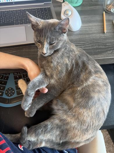 Splotch — thumbnail 2