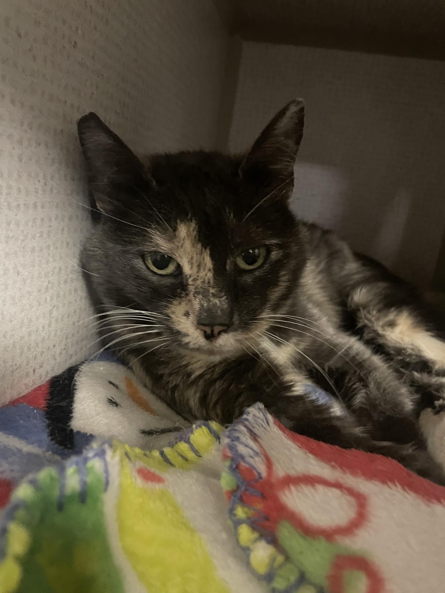 Enlarge Mama K, a ADOPTABLE Domestic Short Hair in St. Maries, ID image 3/3