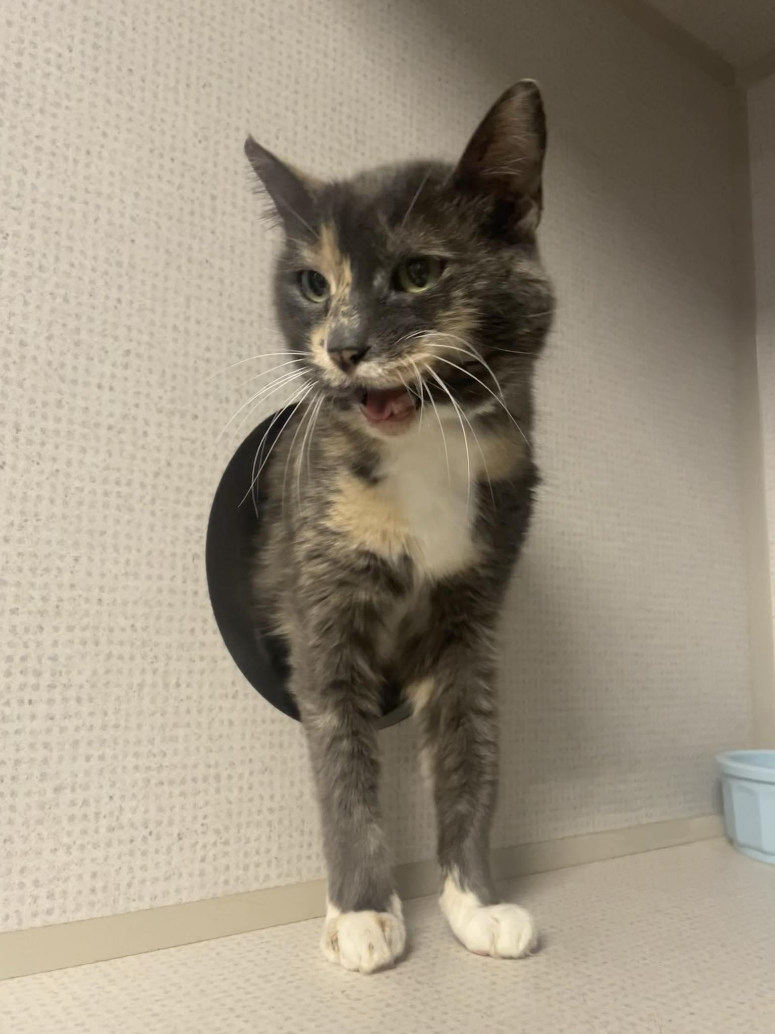 Enlarge Mama K, a ADOPTABLE Domestic Short Hair in St. Maries, ID image 1/3