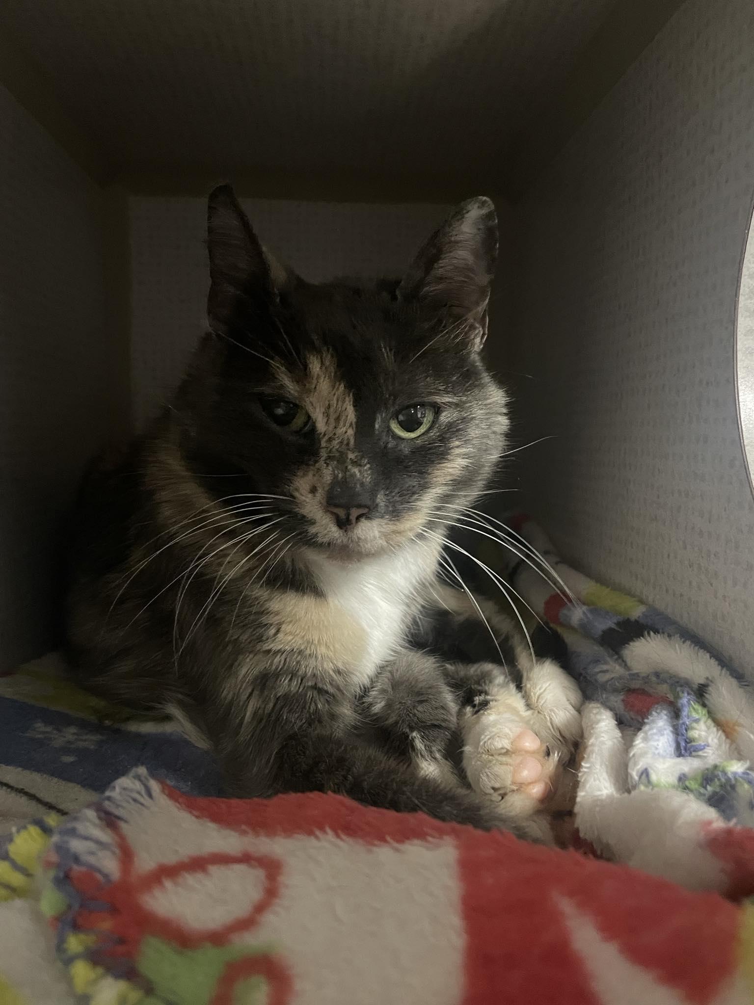 Enlarge Mama K, a ADOPTABLE Domestic Short Hair in St. Maries, ID image 2/3