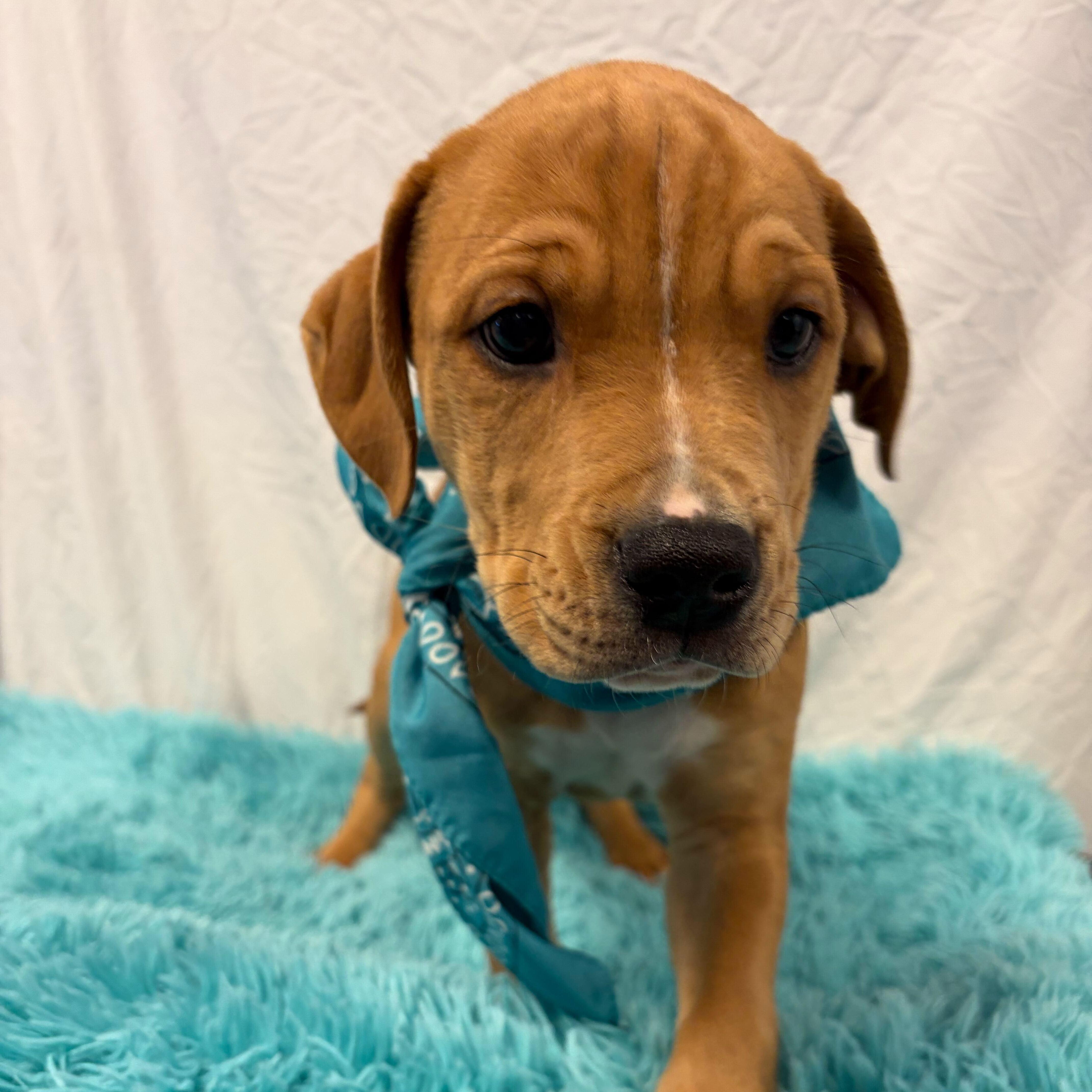 Enlarge Langdon, an adoptable Mixed Breed in Canal Winchester, OH image 1/1