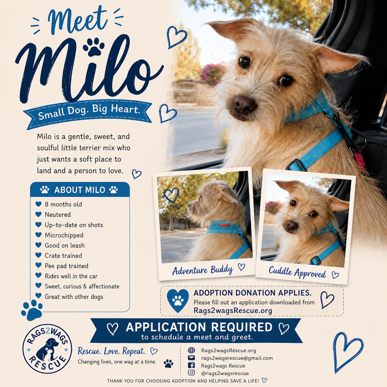 Enlarge MILO, a Adoptable mixed breed in Topanga, CA image 1/1