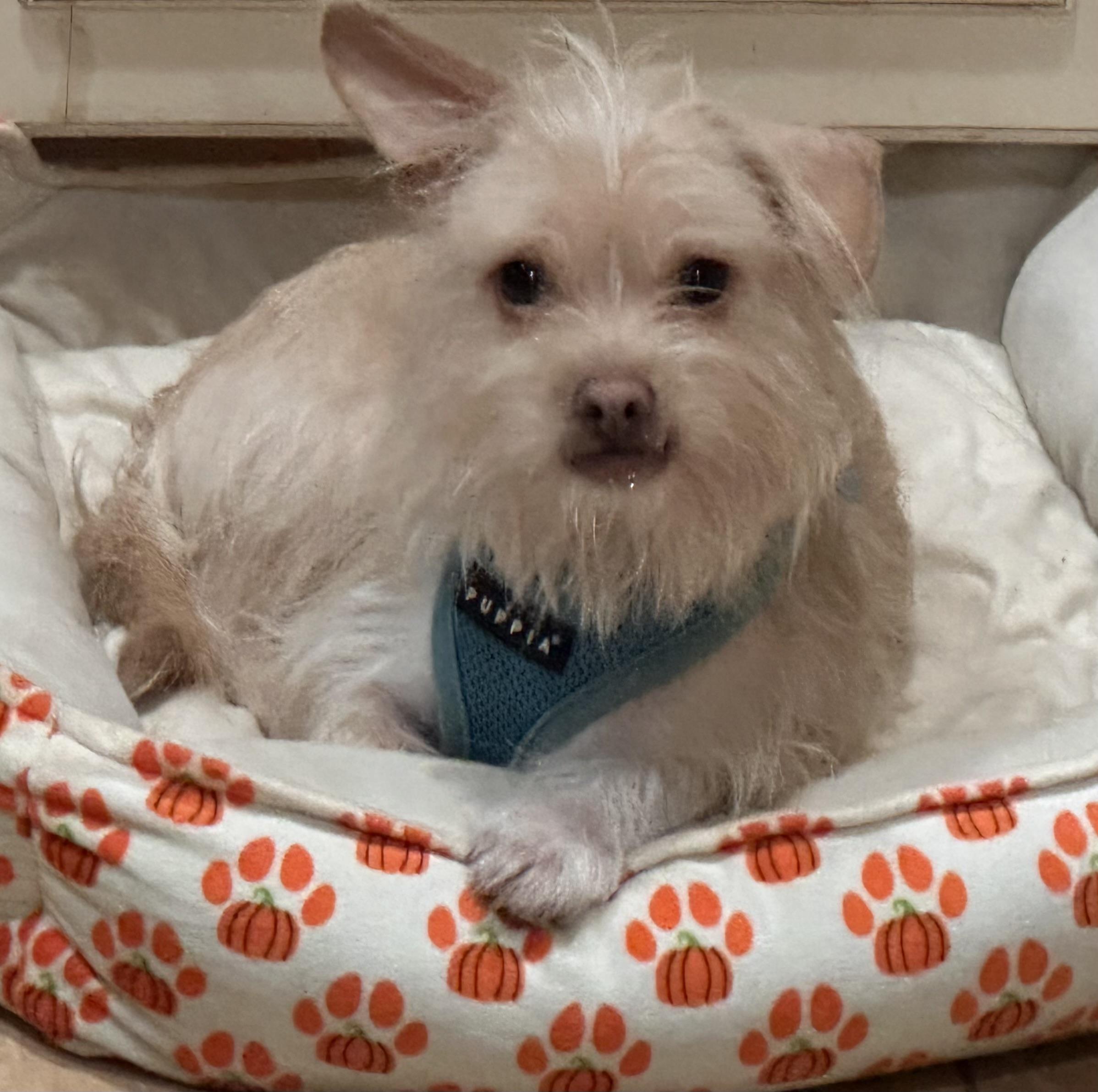 MILO, Adoptable, Young Male Terrier & Maltese.
