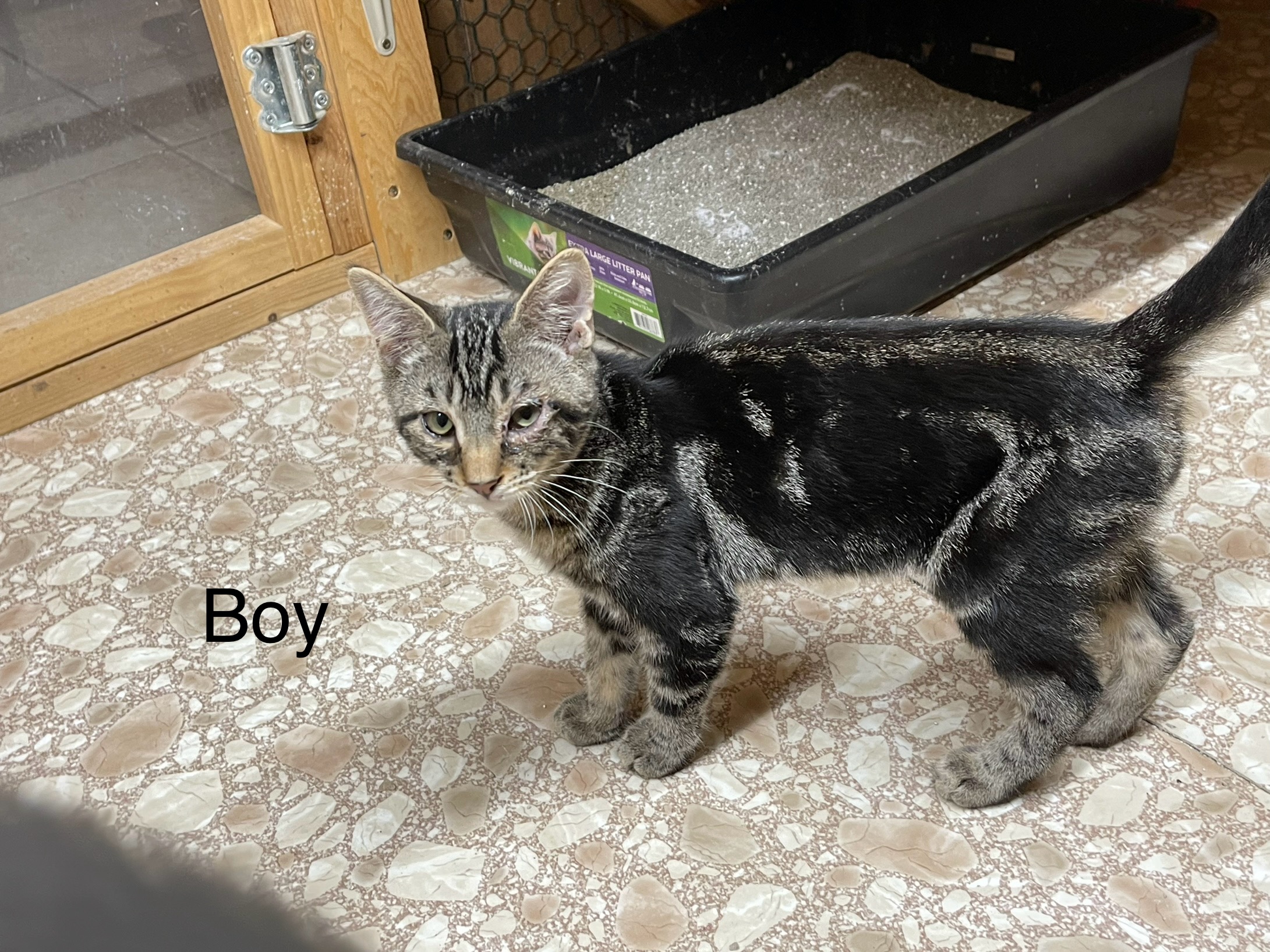 Tulsa, Adopted, Young Male American Shorthair.