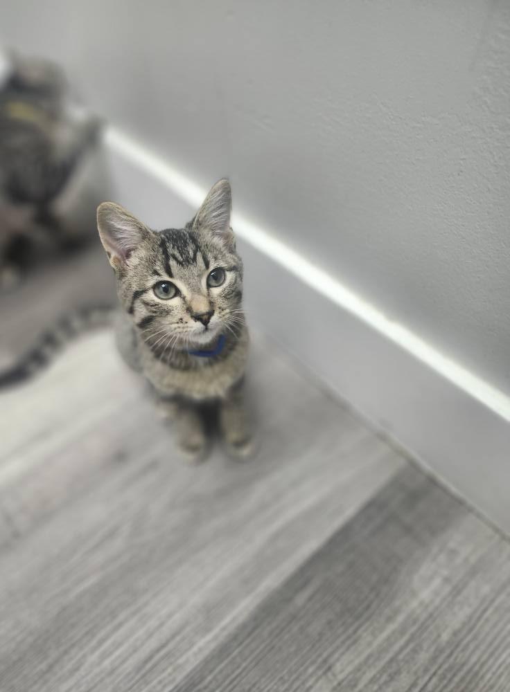 Benny, Adoptable, Young Male Domestic Short Hair.