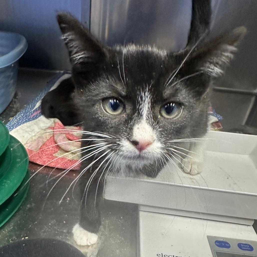 Ruffy, Adoptable, Kitten Male Domestic Short Hair.