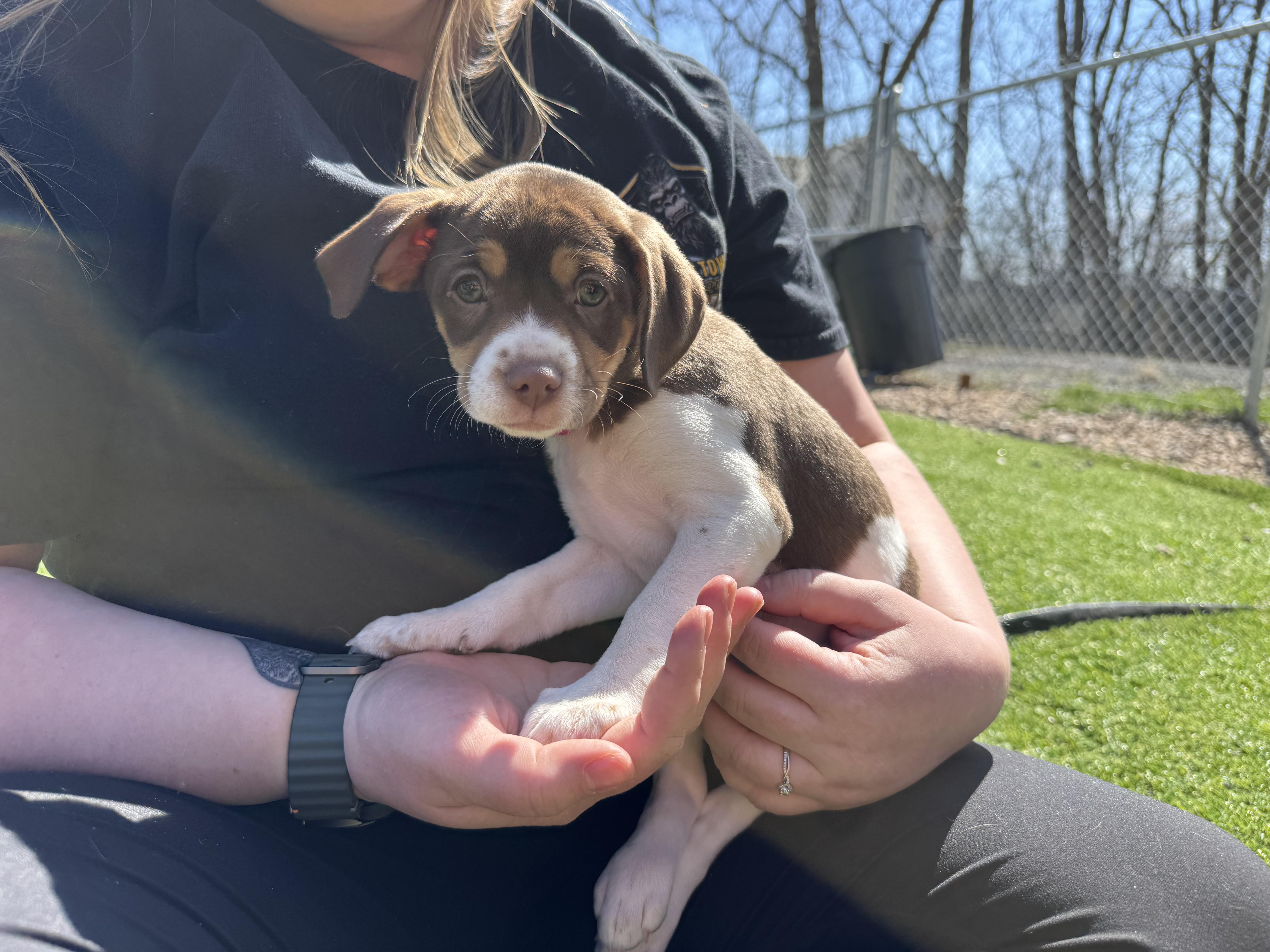 Enlarge Fudge (m) Biscuit (f), a ADOPTABLE mixed breed in Kutztown, PA image 4/5