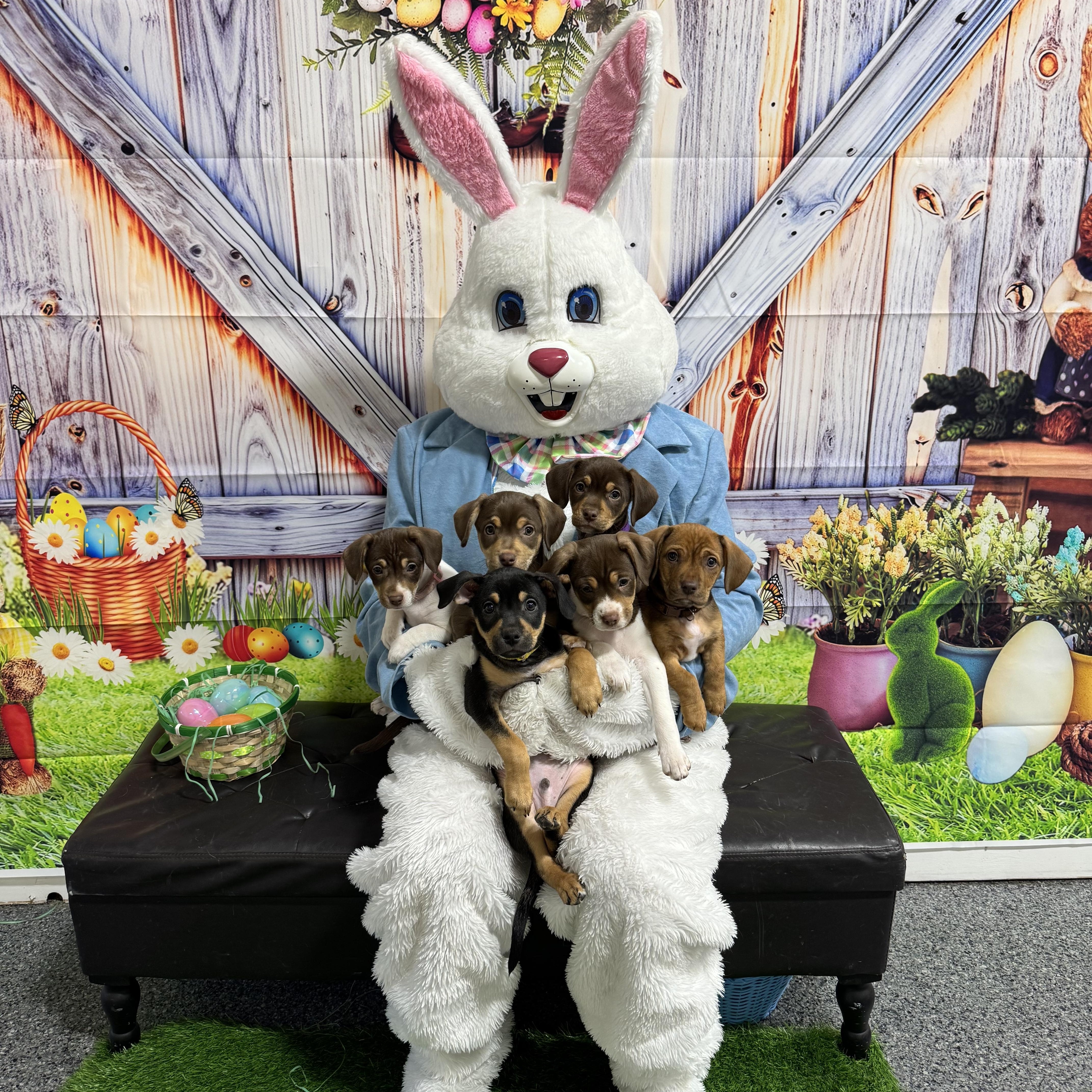 Enlarge Fudge (m) Biscuit (f), a ADOPTABLE mixed breed in Kutztown, PA image 3/5