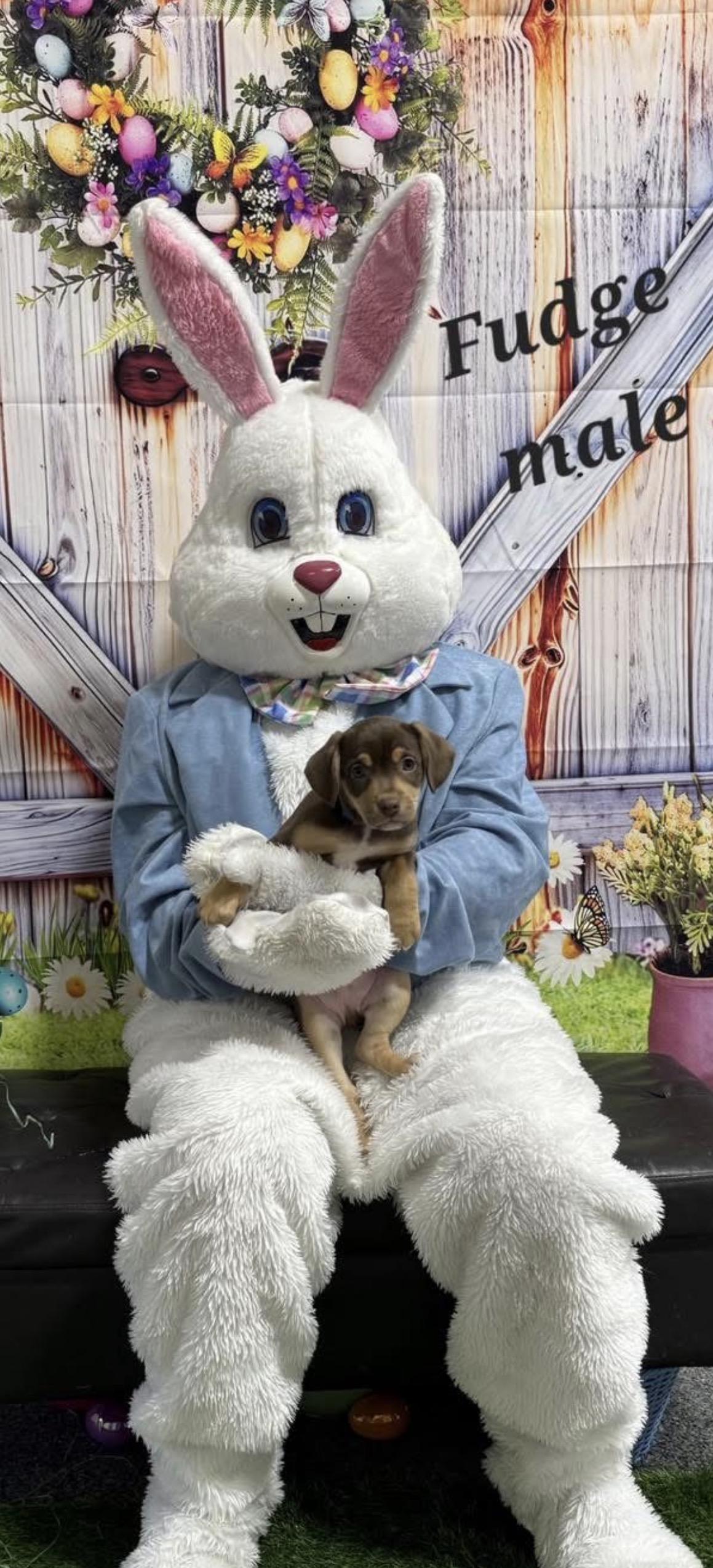 Fudge (m) Biscuit (f), ADOPTABLE, Puppy Female Beagle.