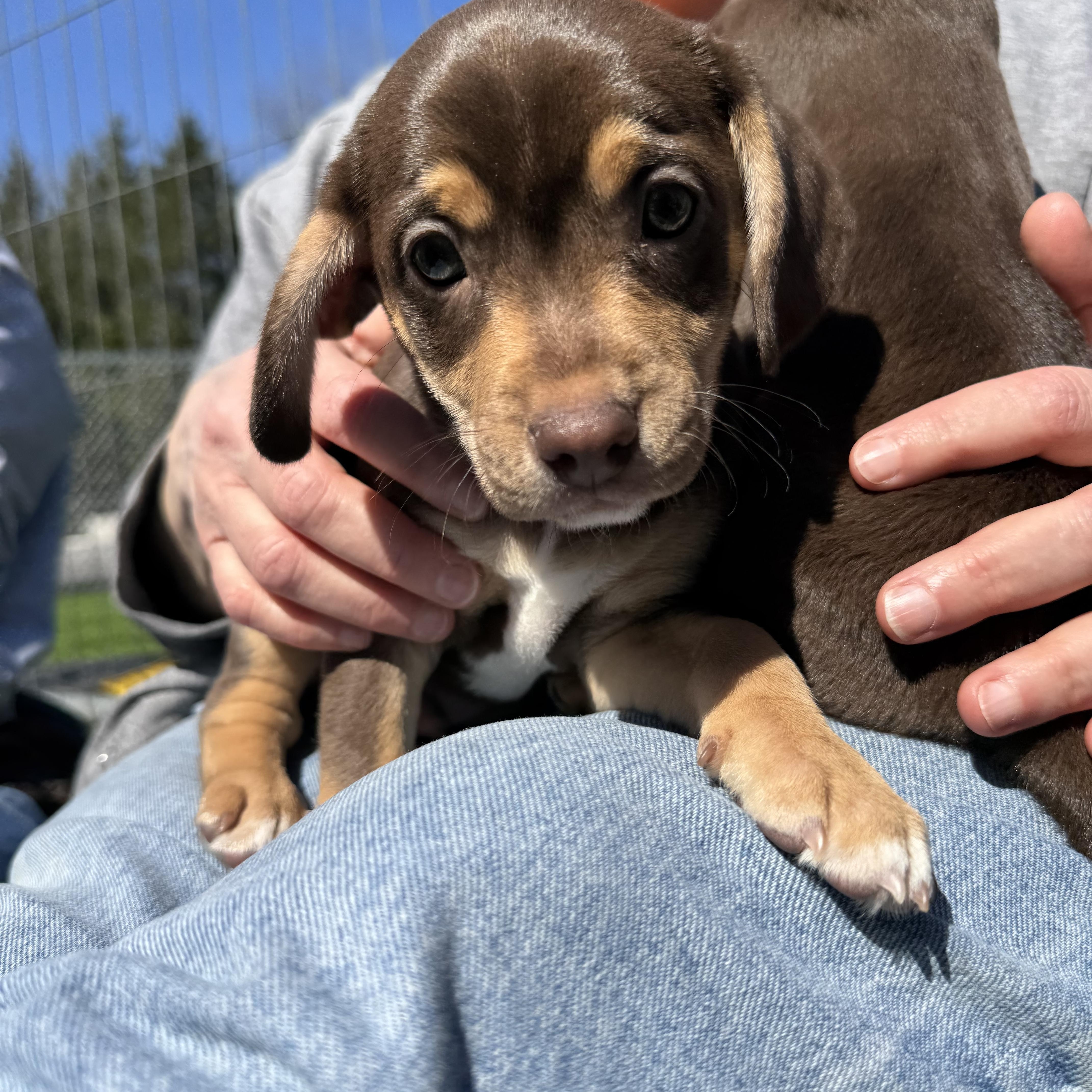 Enlarge Fudge (m) Biscuit (f), a ADOPTABLE mixed breed in Kutztown, PA image 5/5