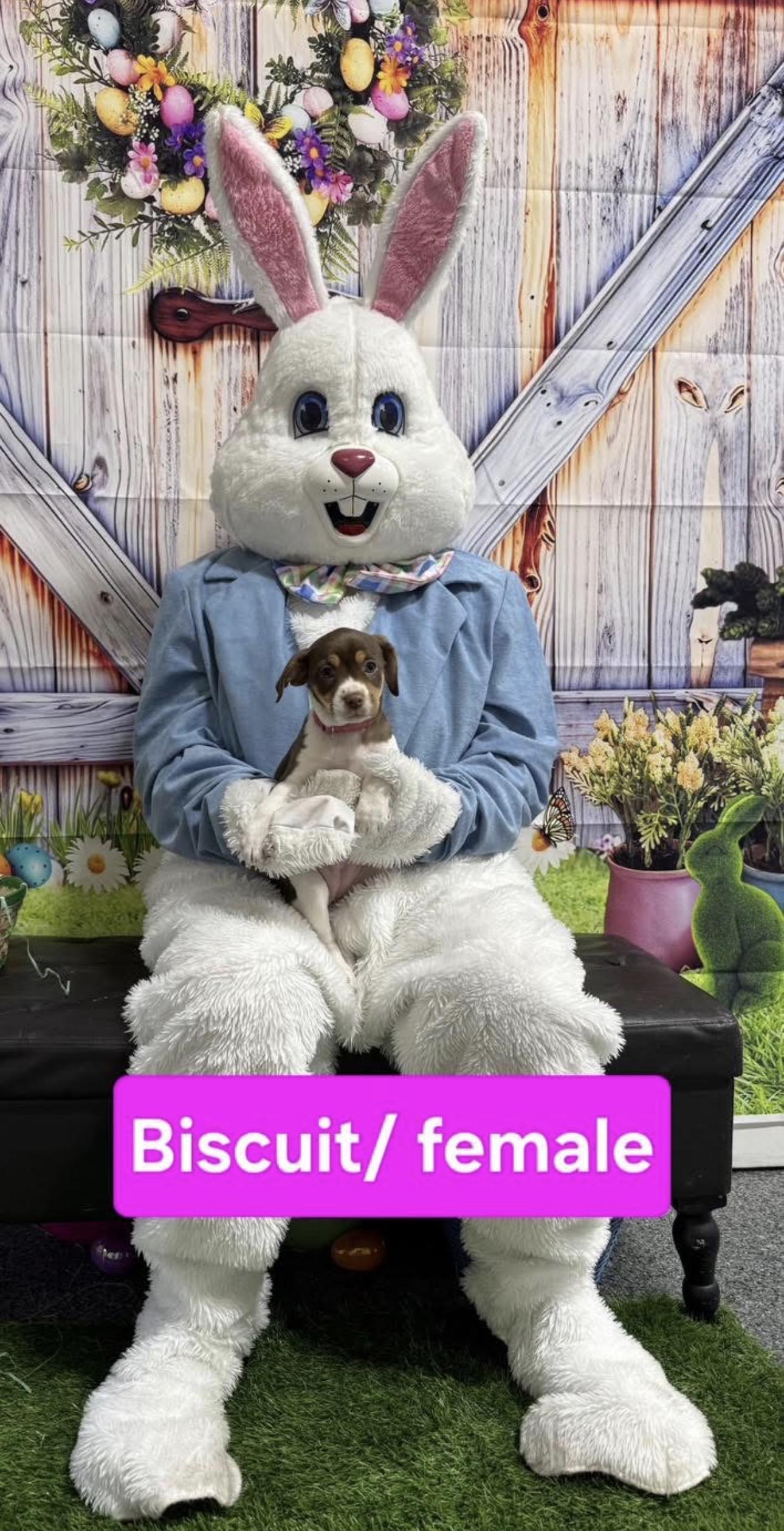 Enlarge Fudge (m) Biscuit (f), a ADOPTABLE mixed breed in Kutztown, PA image 2/5