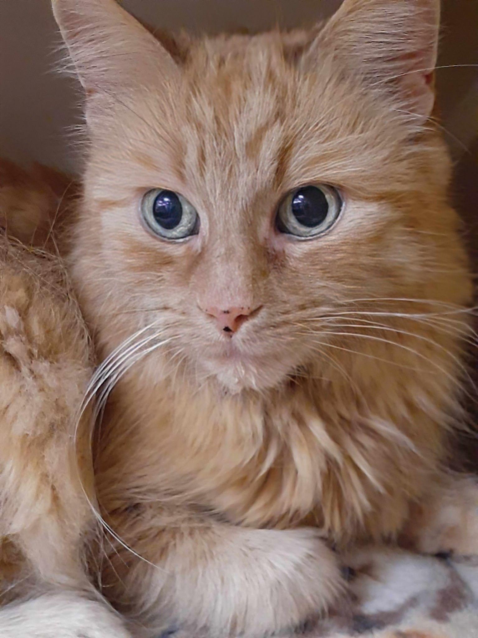 Enlarge Mylie, a Adoptable Domestic Medium Hair in Caistor Centre, ON image 2/2