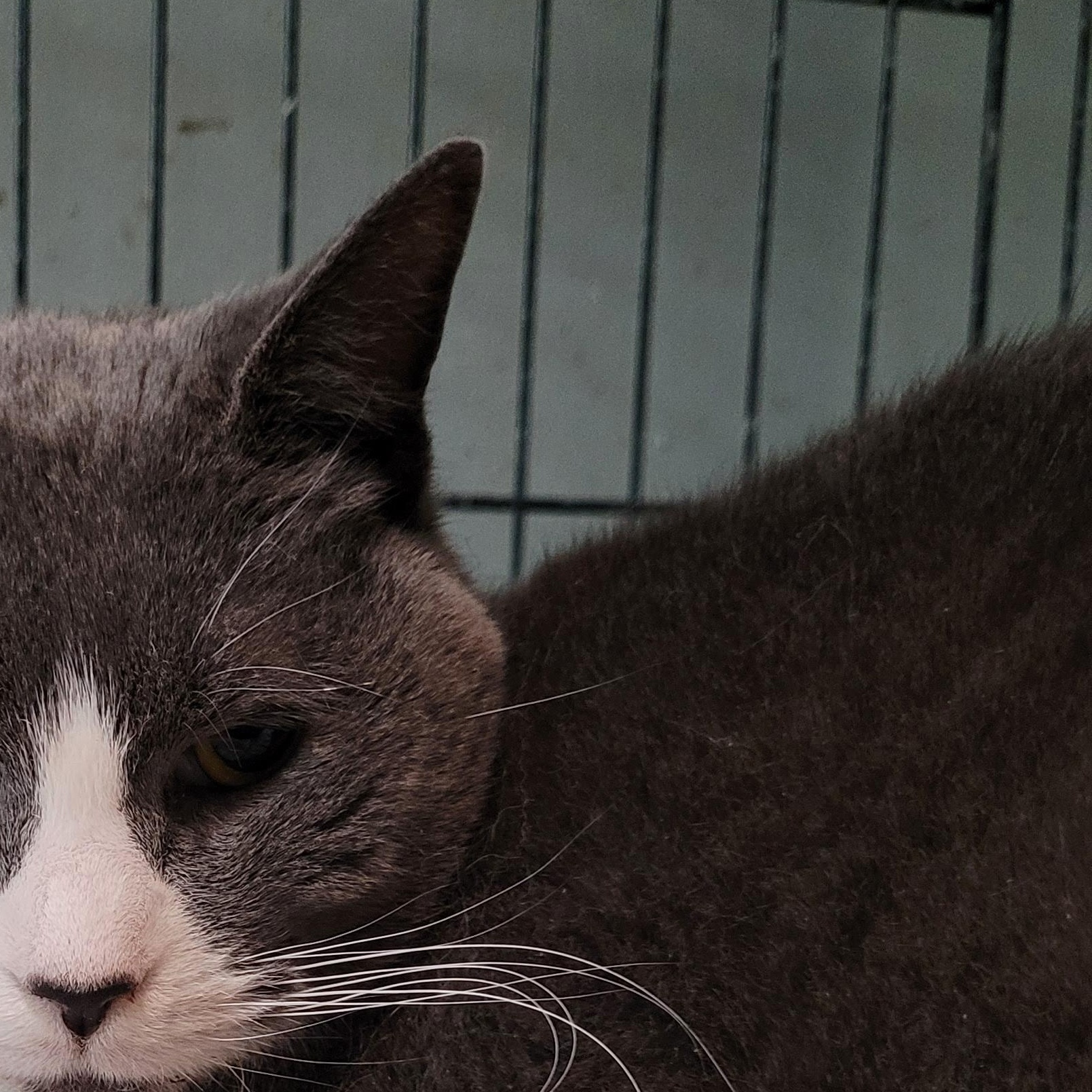 Arkham, adoptable, Adult Female Tuxedo.