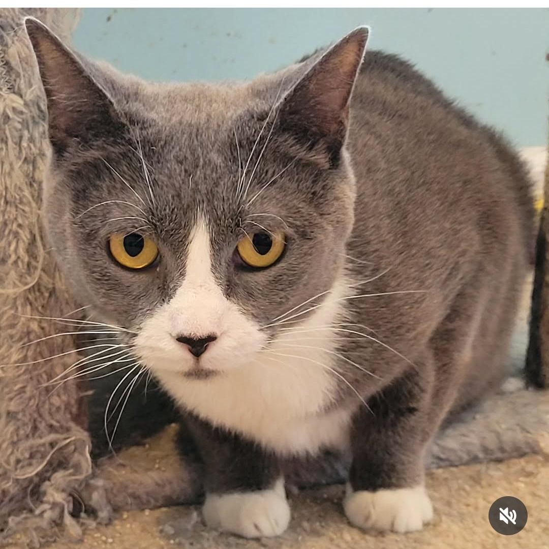 Enlarge Arkham, an adoptable Tuxedo in Maple Shade, NJ image 4/4
