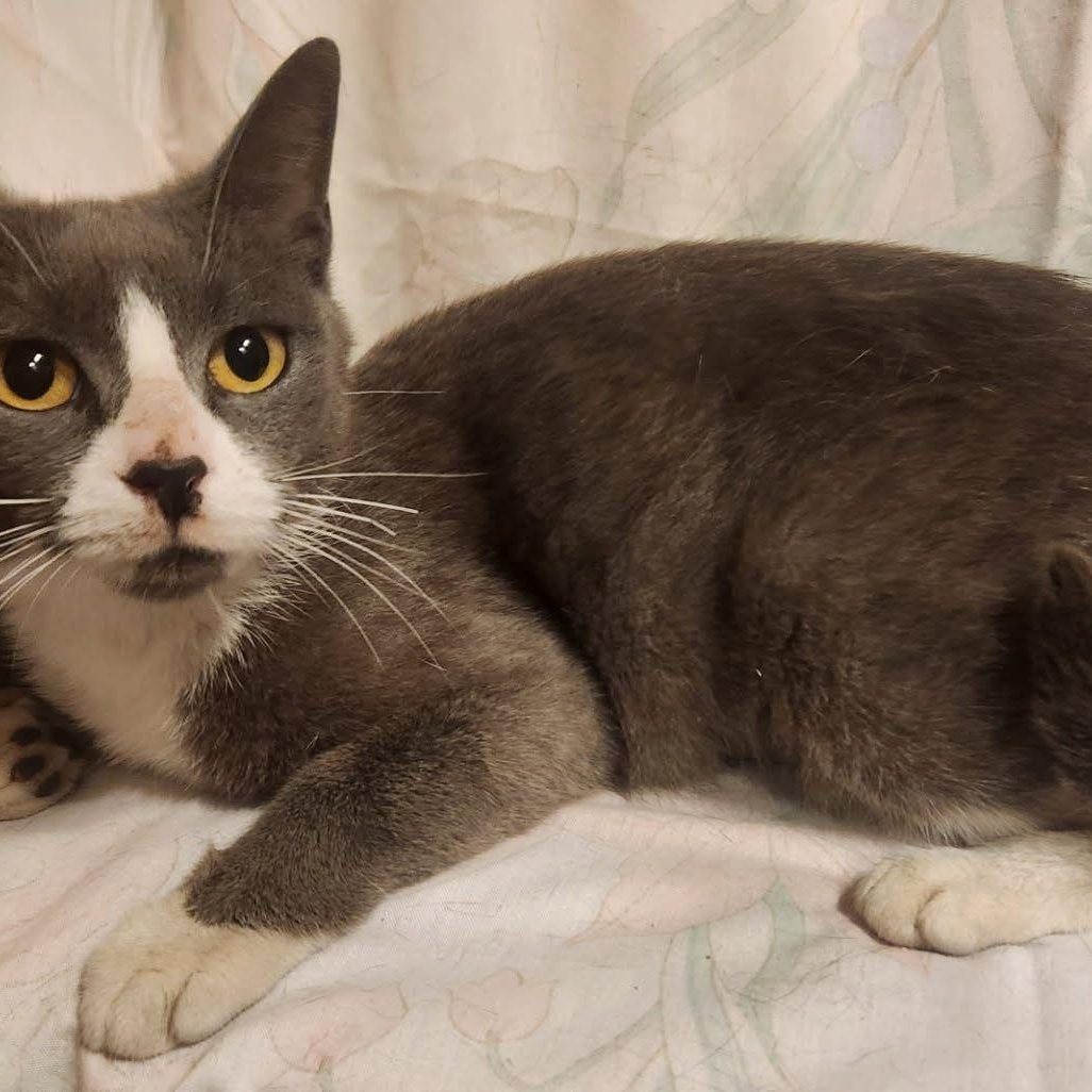 Enlarge Arkham, a ADOPTABLE Tuxedo in Maple Shade, NJ image 2/2