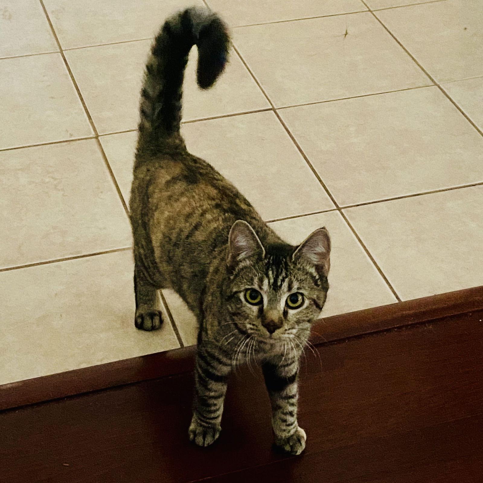 Farah, Adoptable, Young Female Domestic Short Hair.