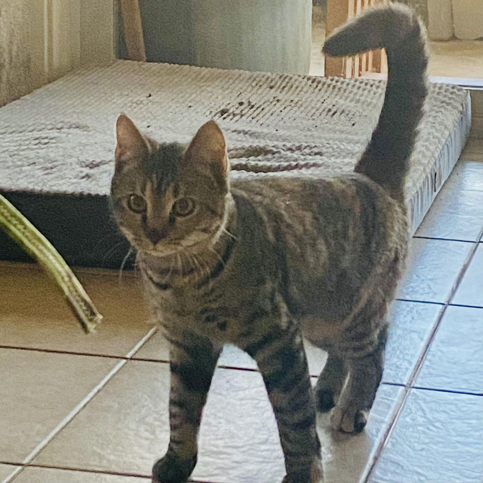 Farah, a Adoptable Domestic Short Hair in Winchendon, MA image 2/3