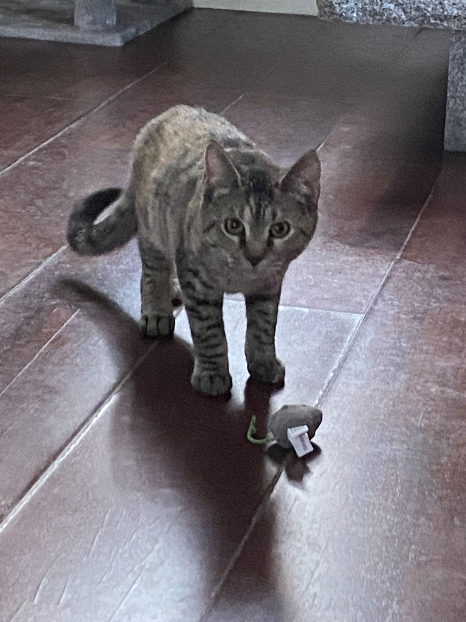 Farah, a Adoptable Domestic Short Hair in Winchendon, MA image 3/3