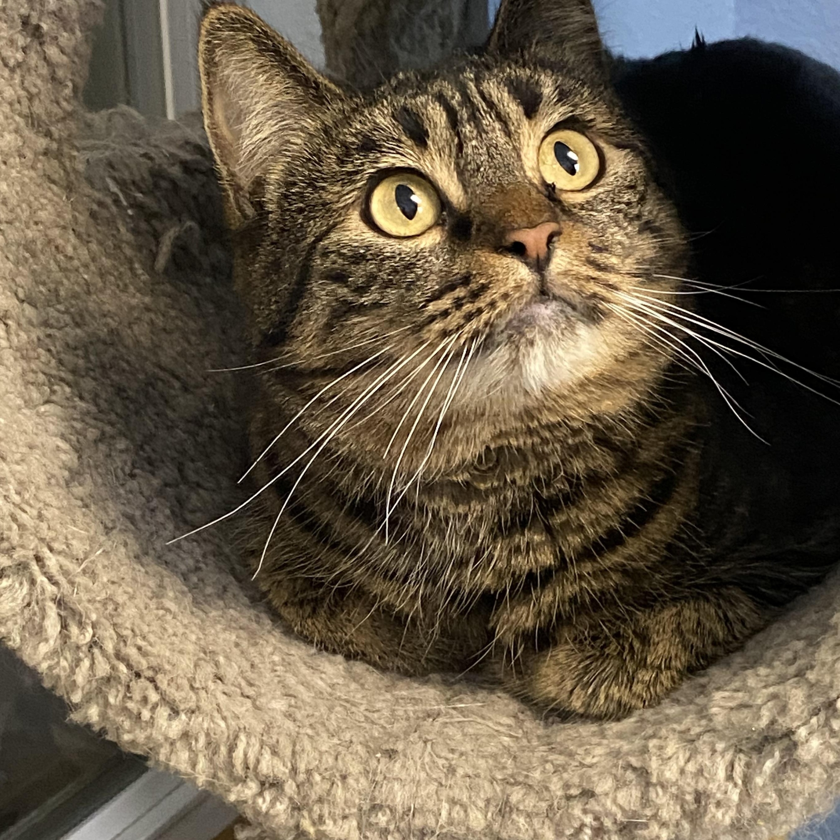 Tina, a Adoptable Tabby in Choteau, MT image 1/3