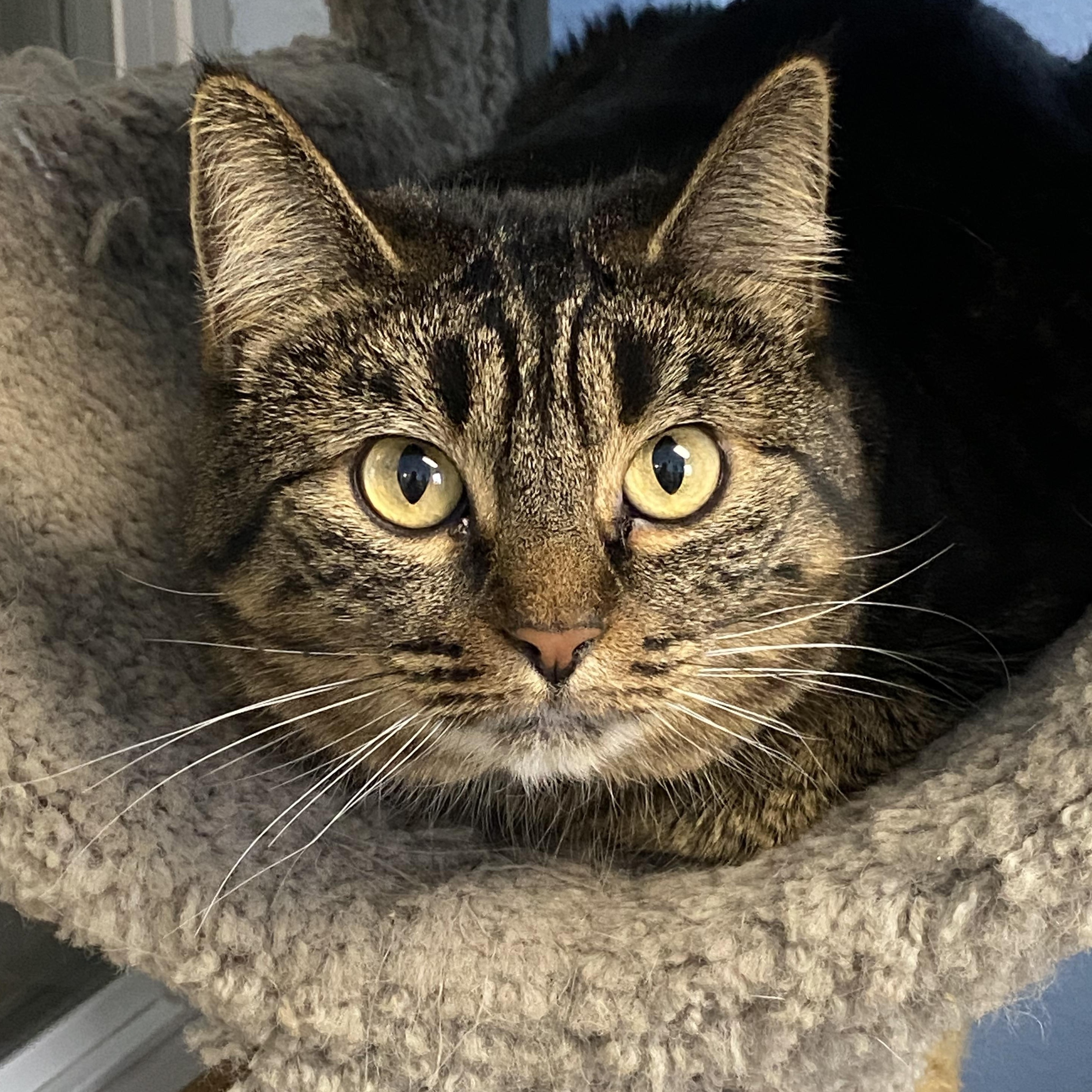 Tina, a Adoptable Tabby in Choteau, MT image 2/3