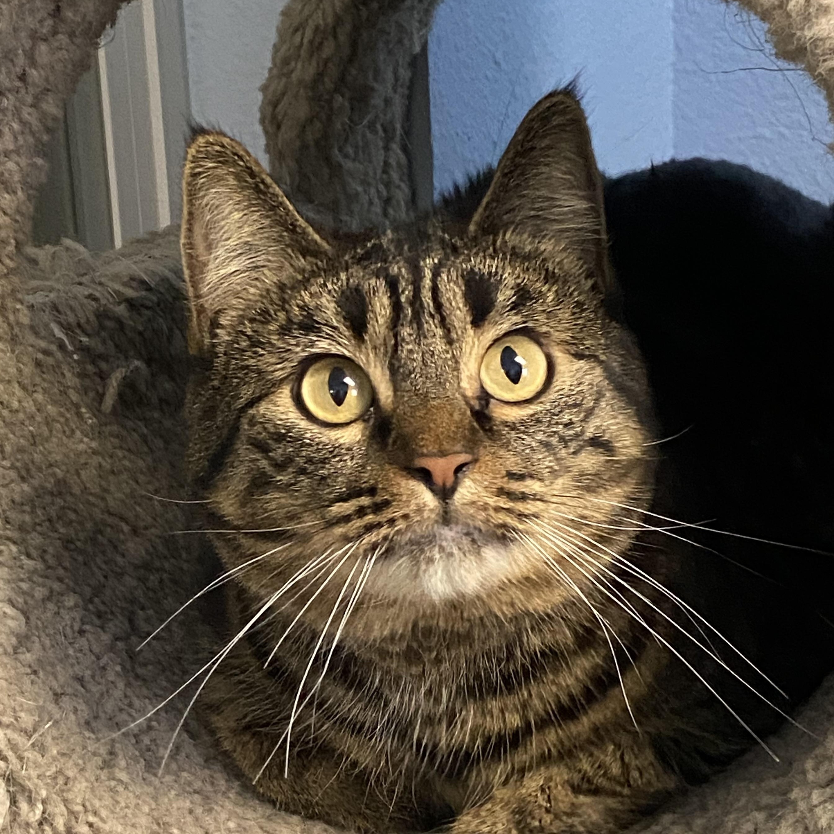 Tina, a Adoptable Tabby in Choteau, MT image 3/3