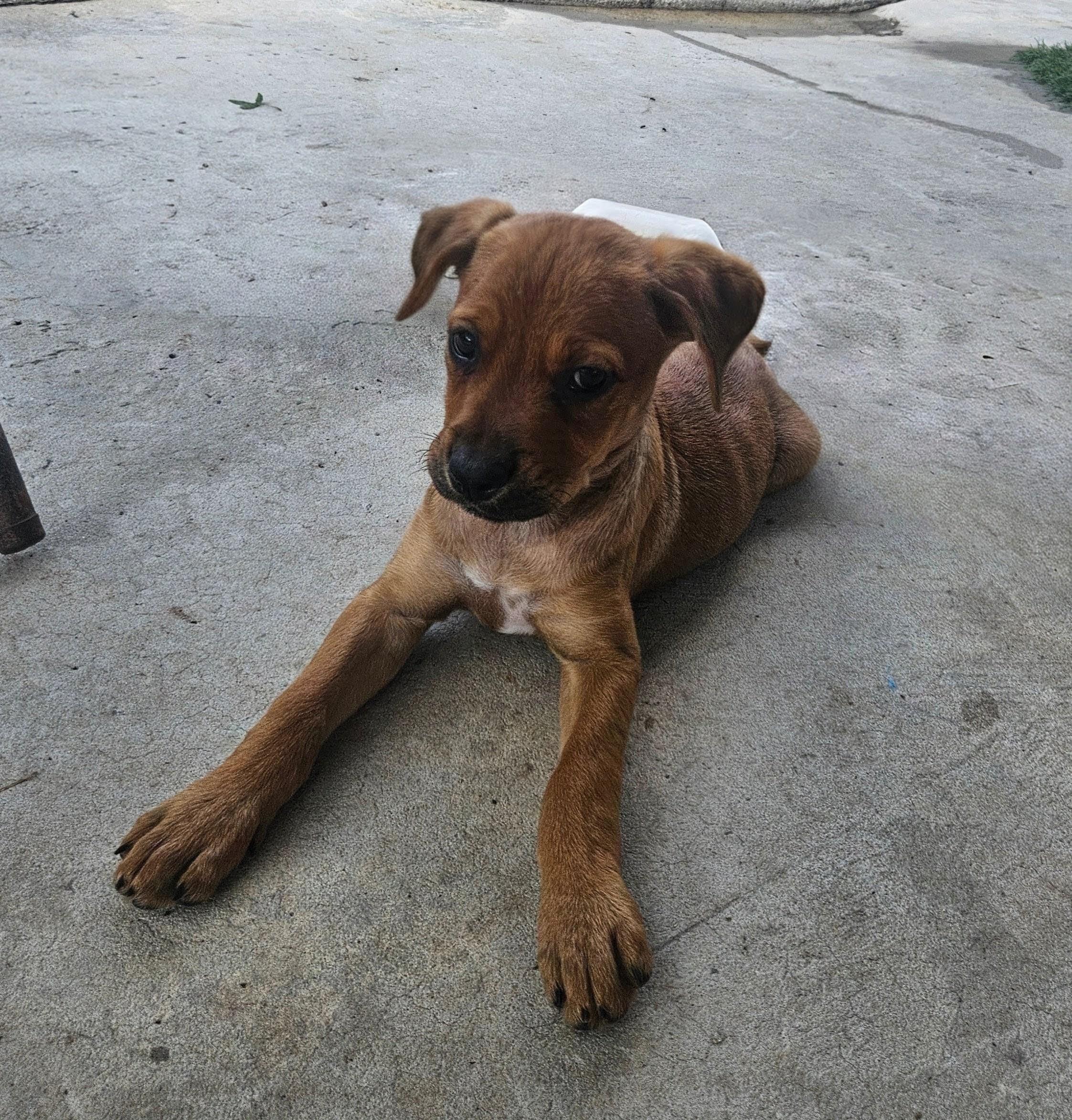 Enlarge Wonton Dumpling, a Adoptable mixed breed in Woburn, MA image 3/5