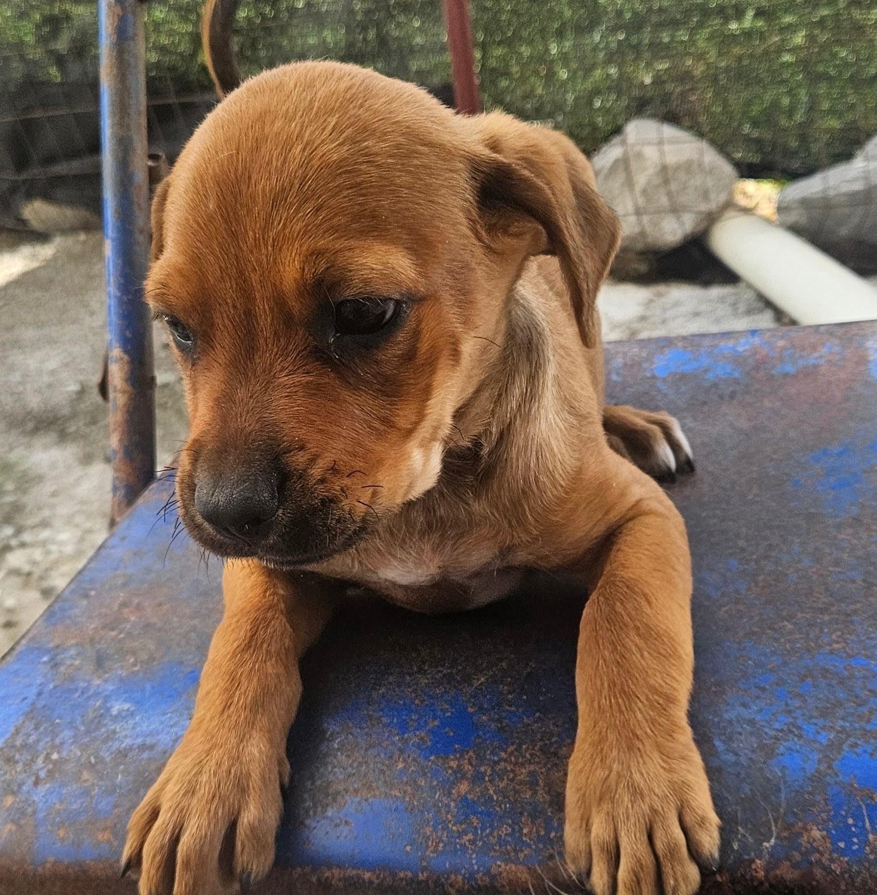 Enlarge Wonton Dumpling, a Adoptable mixed breed in Woburn, MA image 2/5