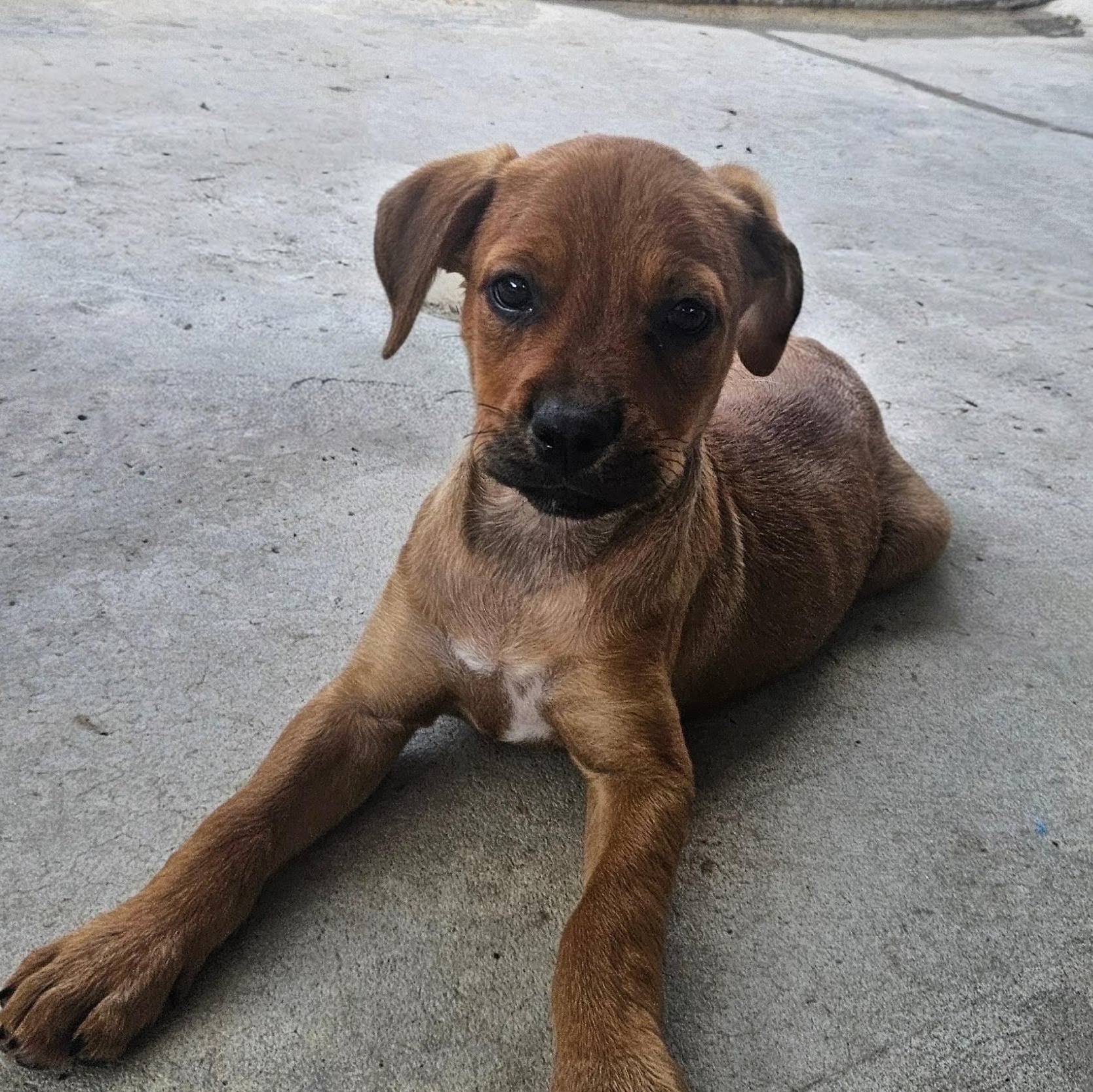 Enlarge Wonton Dumpling, a Adoptable mixed breed in Woburn, MA image 1/5