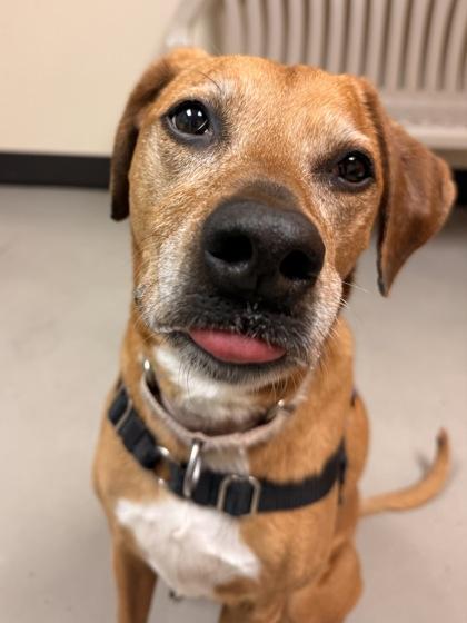 Cleo, ADOPTABLE, Adult Female Mixed Breed.