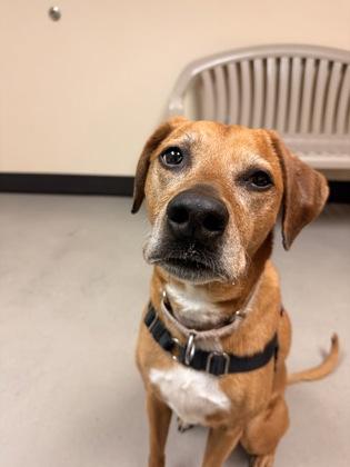 Enlarge Cleo, a ADOPTABLE mixed breed in Bellingham, WA image 2/2