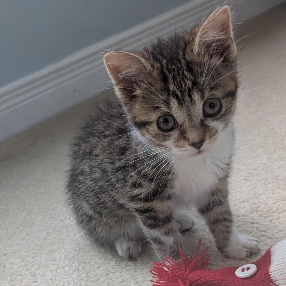 Mikey (KM litter)