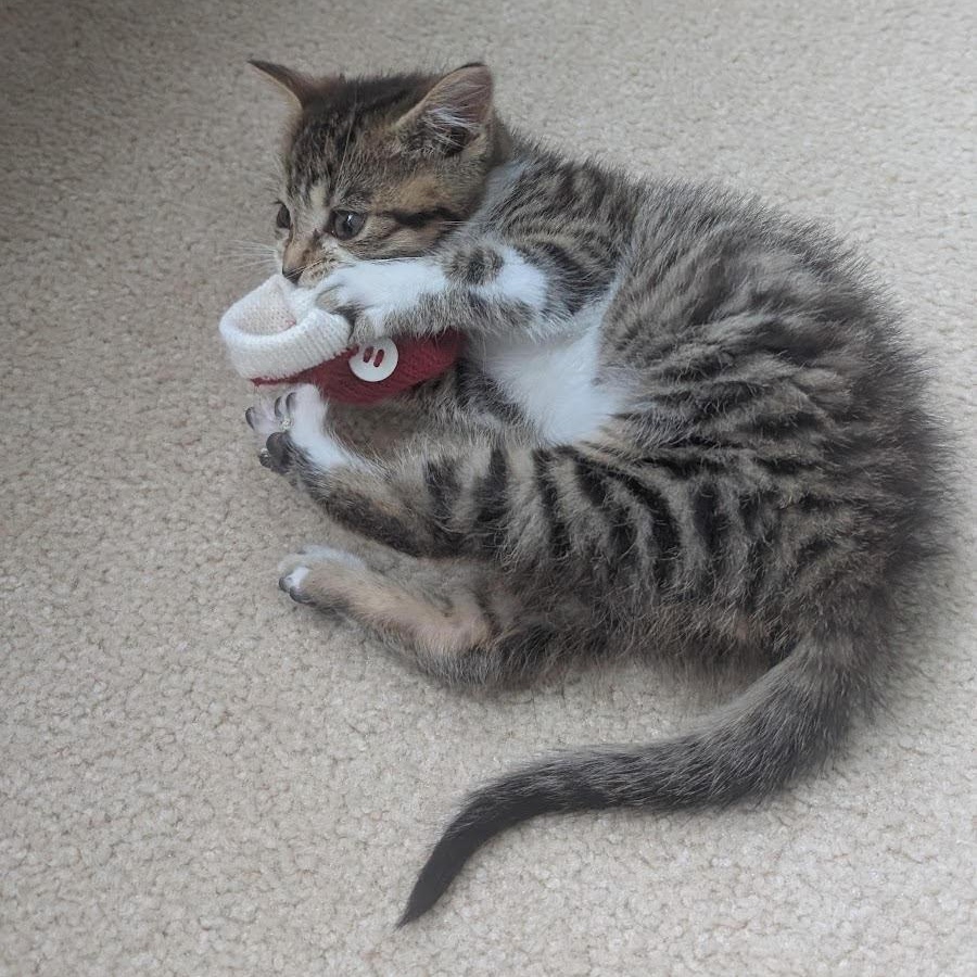Mikey (KM litter)